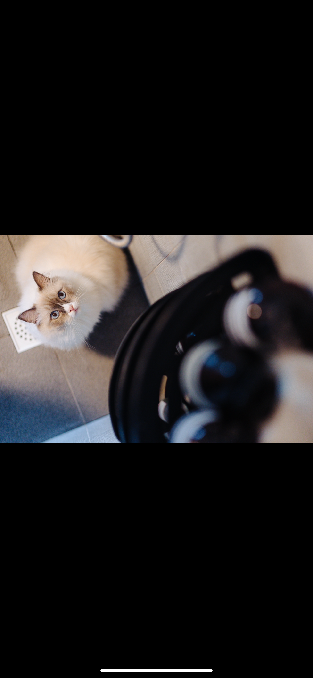 Our Standard Toilet That Came With Our DBSS: How We Spruced It Up ✨ - Fluffy cat with blue eyes, standing on tiled floor