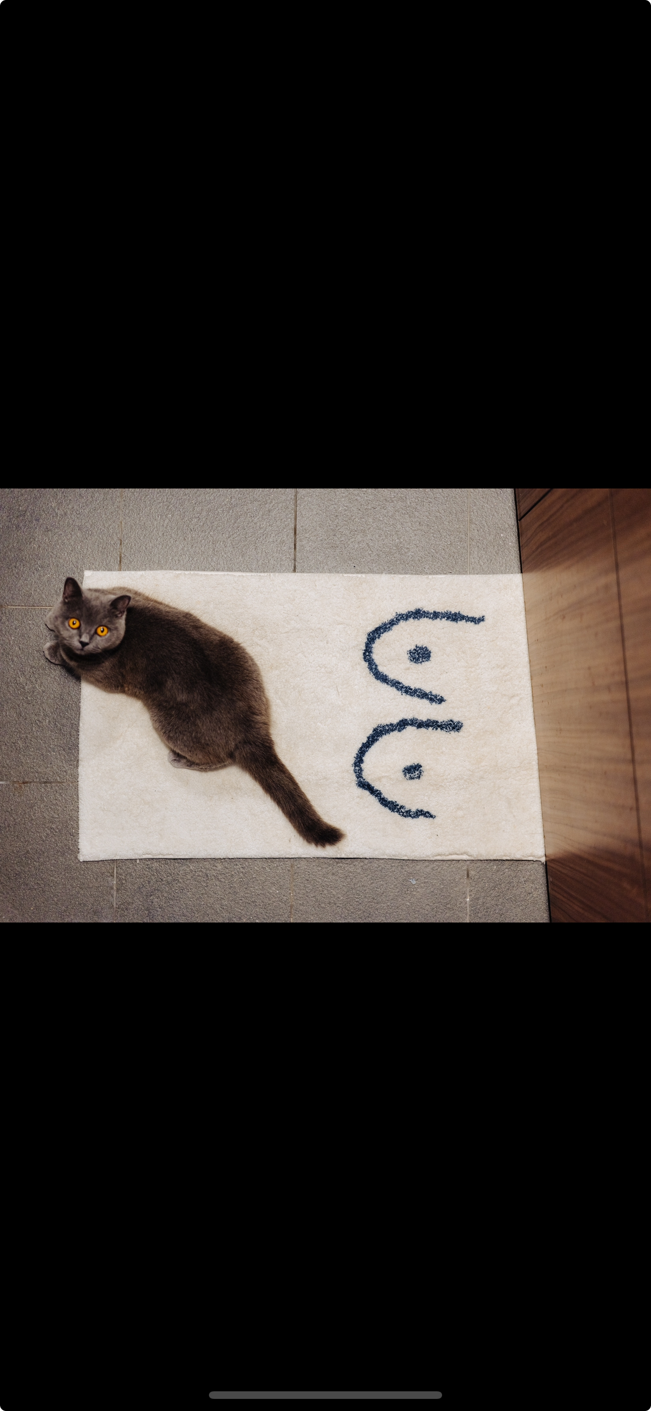 Our Standard Toilet That Came With Our DBSS: How We Spruced It Up ✨ - Gray cat with striking yellow eyes, lying on a white