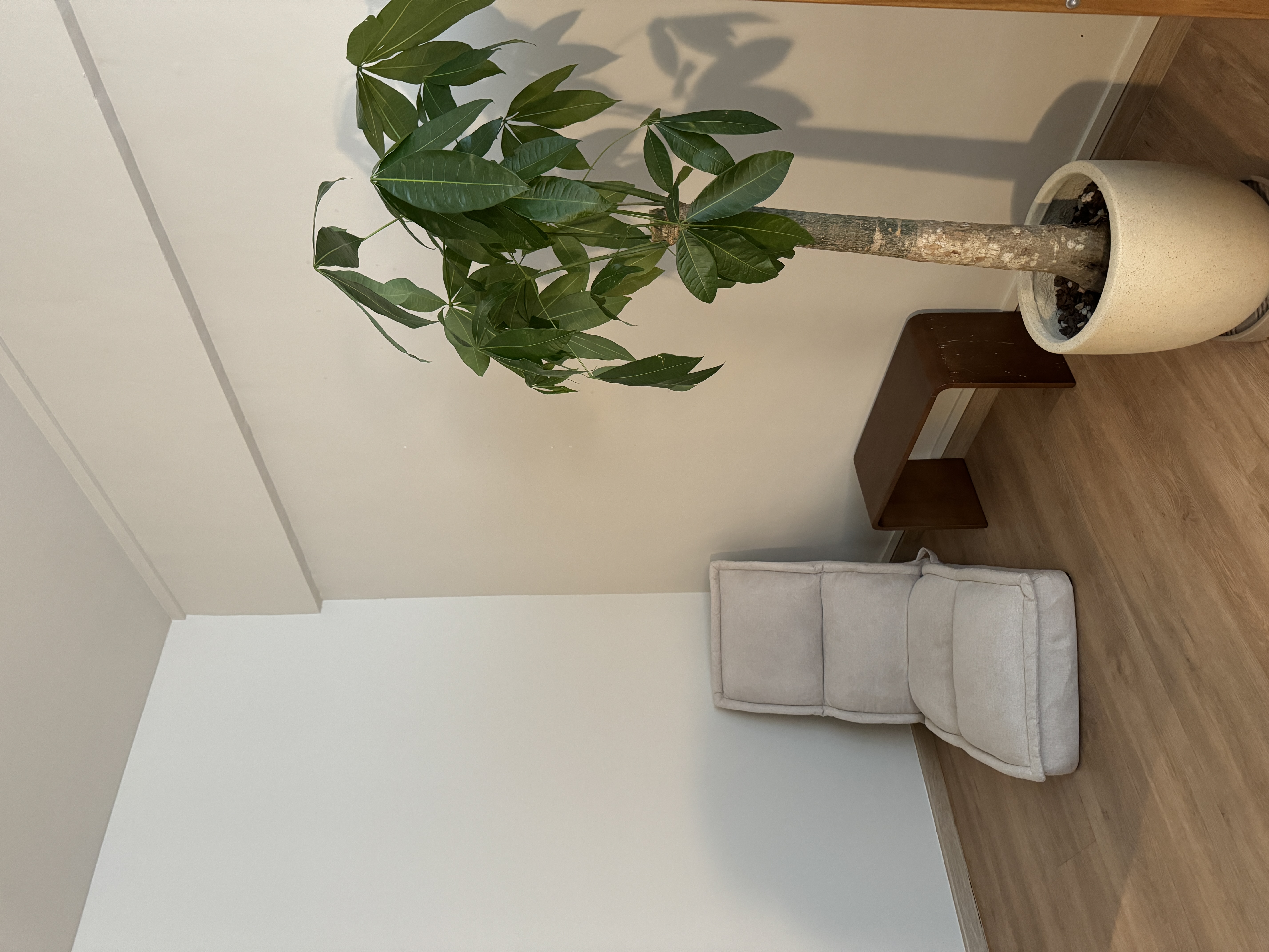 Creating the Perfect Guest Room: A Blend of Comfort and Style - Green leafy plant hanging from ceiling, white wall