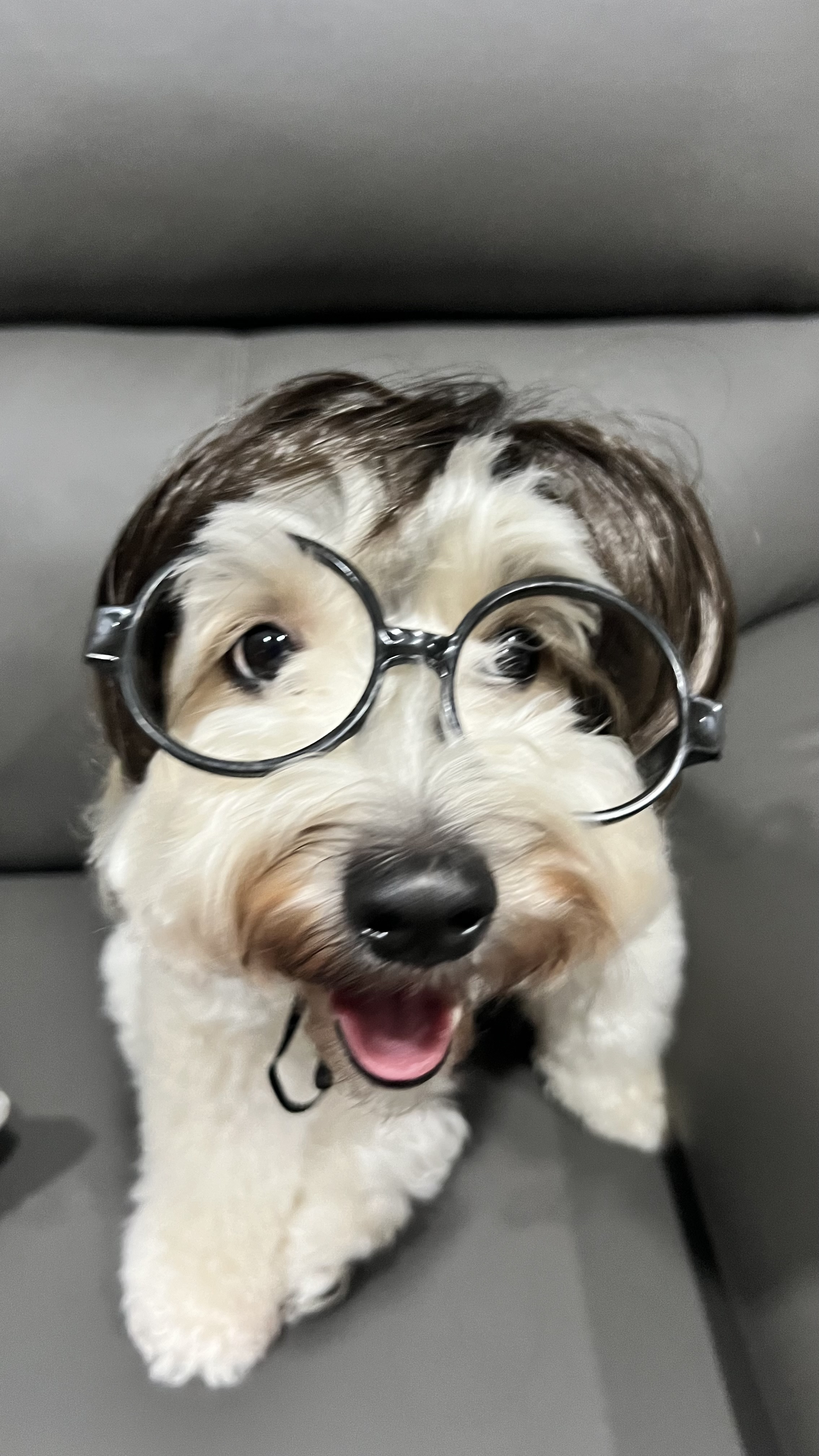 Transforming Spaces: From Wardrobe Sanctuary to Workout Haven - Small fluffy dog, wearing oversized glasses, sitting on gray