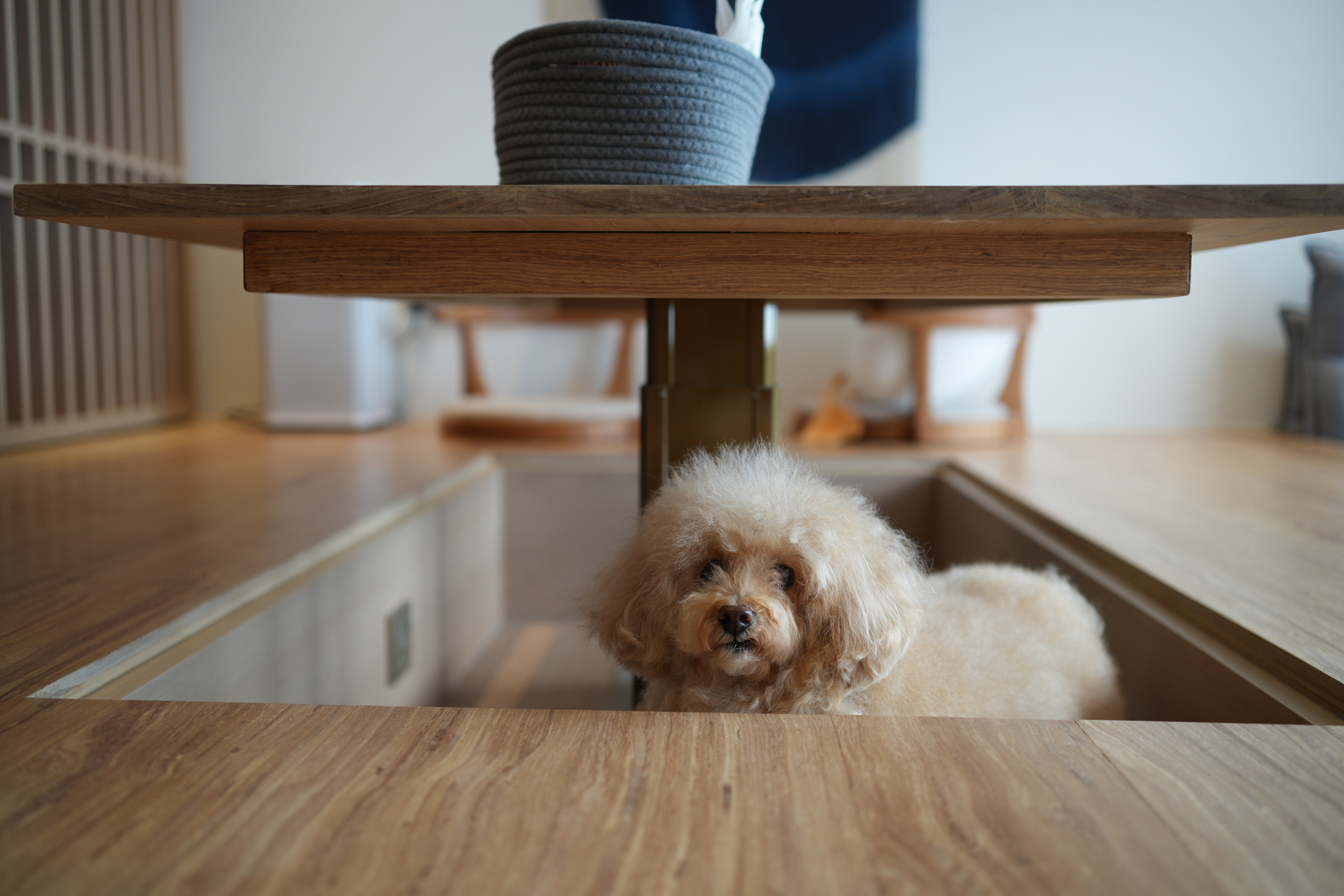FAQ with @hitotema.home - Wooden table, dog, fluffy dog, indoor setting, wooden floor, modern furniture, cozy atmosphere