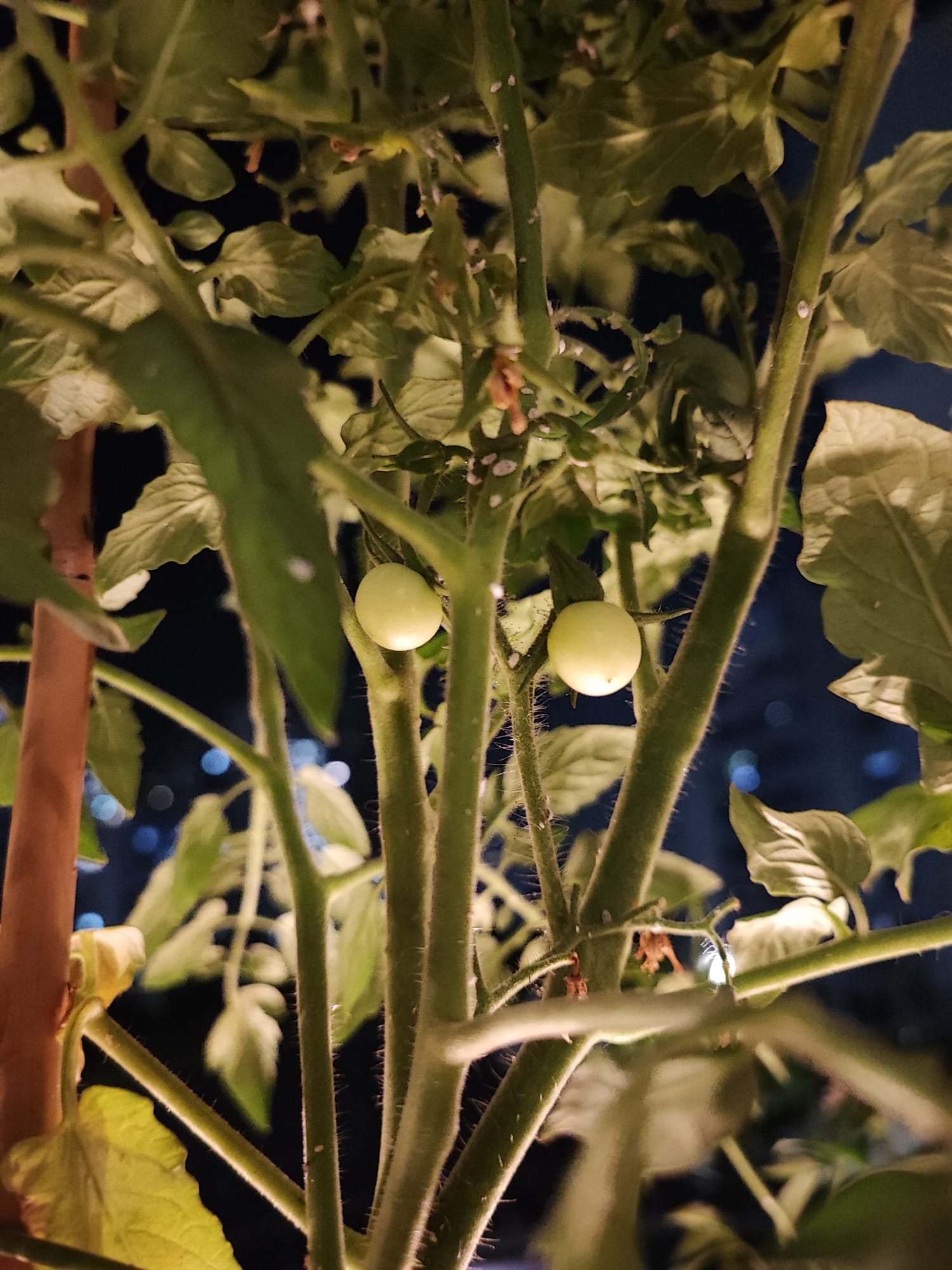 Embracing the Cozy Chaos of Our Lush Balcony Garden - green plant, tomatoes, night time, ripe tomatoes, green leaves, plant