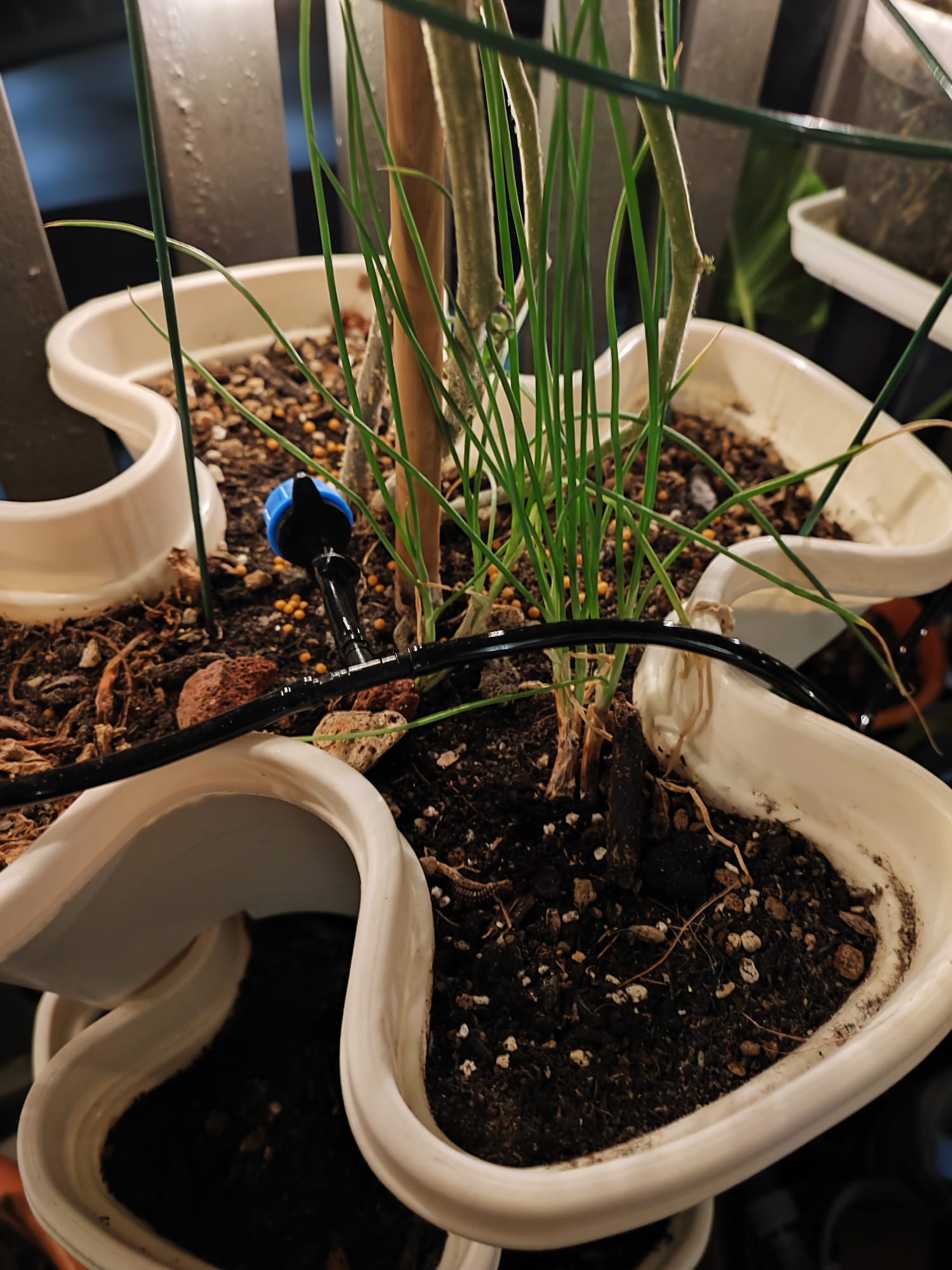 Embracing the Cozy Chaos of Our Lush Balcony Garden - Green plants in a white pot, growing in soil, with a black watering can