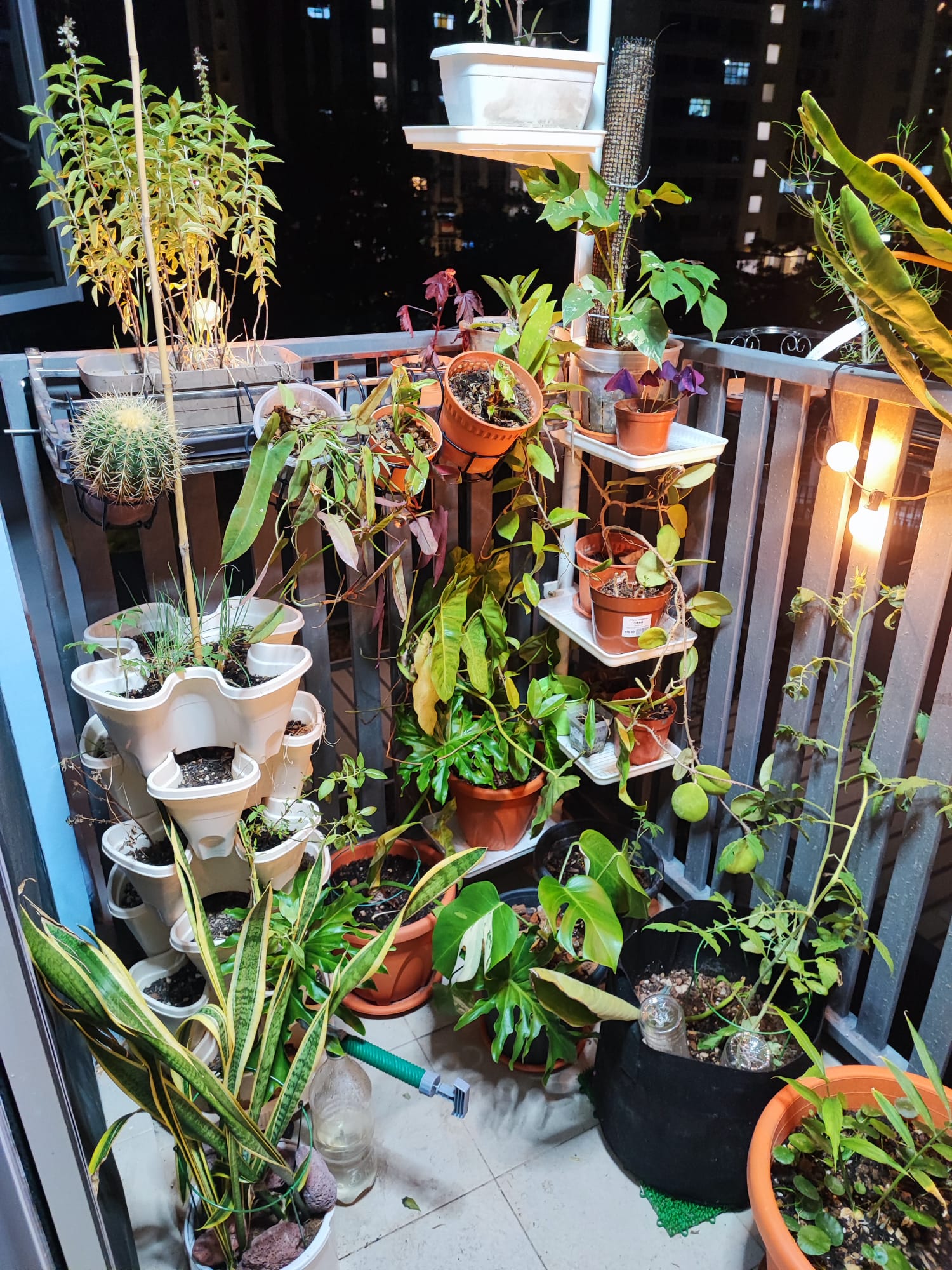 Embracing the Cozy Chaos of Our Lush Balcony Garden - various potted plants, balcony setting, diverse greenery, indoor