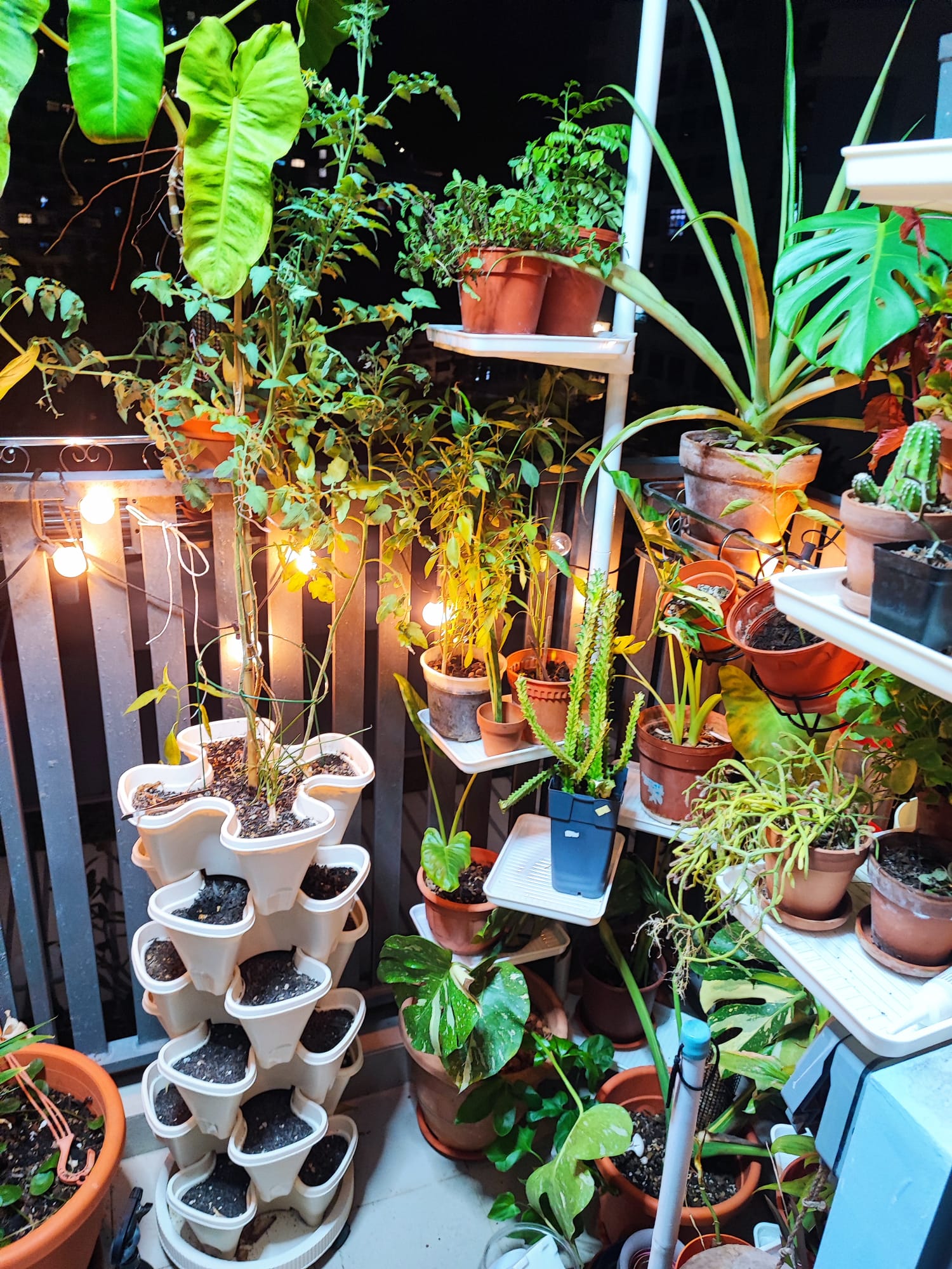 Embracing the Cozy Chaos of Our Lush Balcony Garden - vibrant green plants, indoor garden, multi-tiered potting, hanging