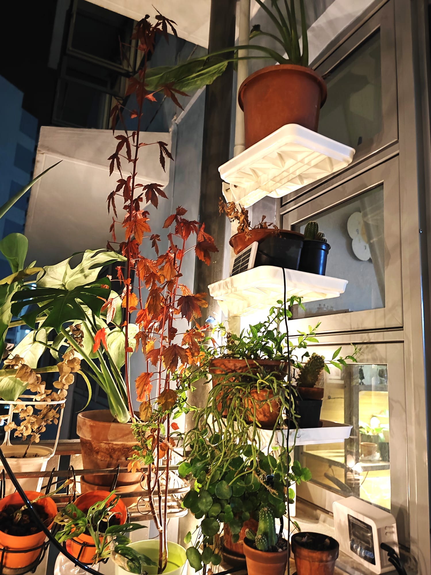 Embracing the Cozy Chaos of Our Lush Balcony Garden - various plants, indoor garden, indoor plants, indoor orchids, indoor