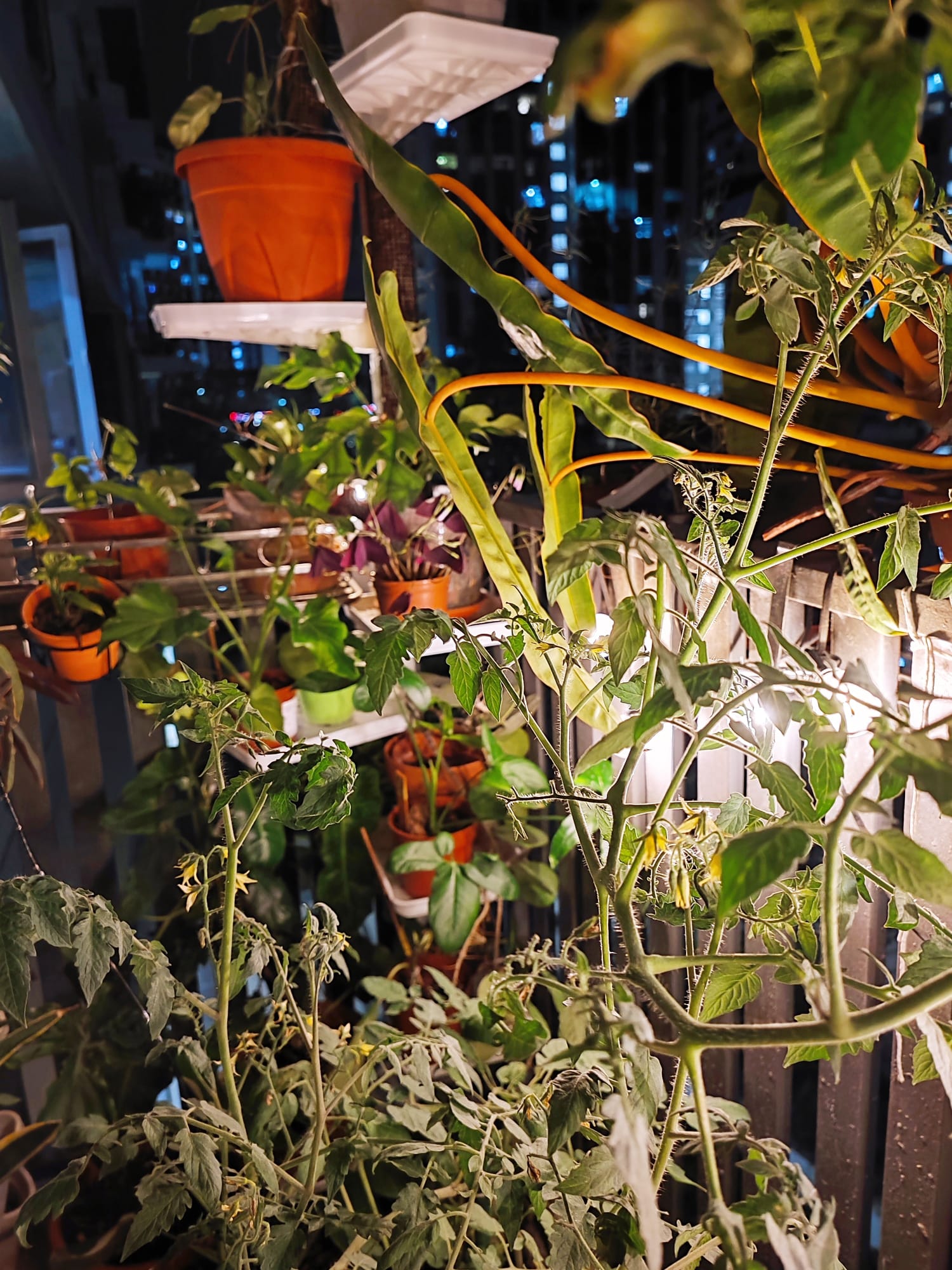 Embracing the Cozy Chaos of Our Lush Balcony Garden - vibrant green plants, urban rooftop garden, night-time scene, indoor