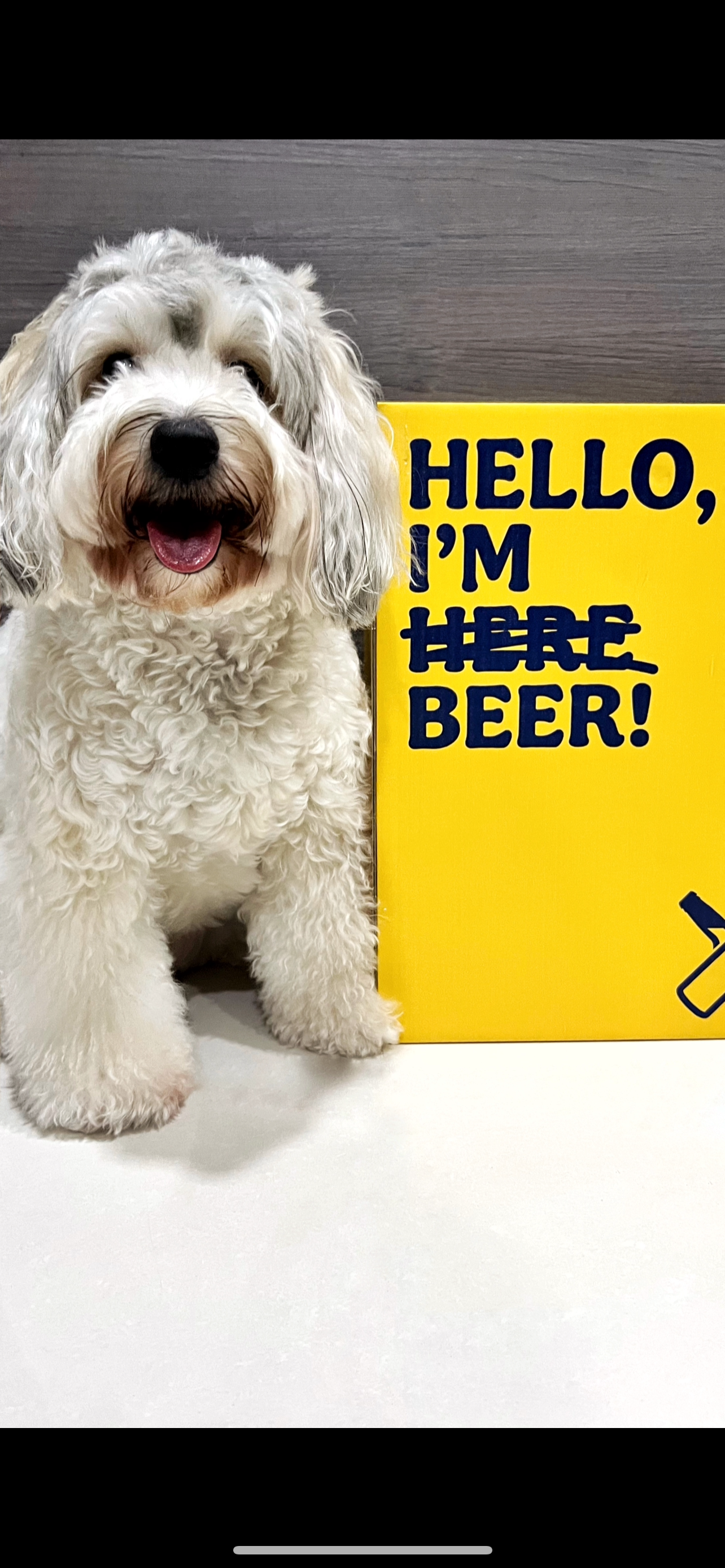 Cooking is an Adventure and This is My Launchpad! - Friendly, fluffy, white dog, sitting, smiling, panting, curly fur, fluffy