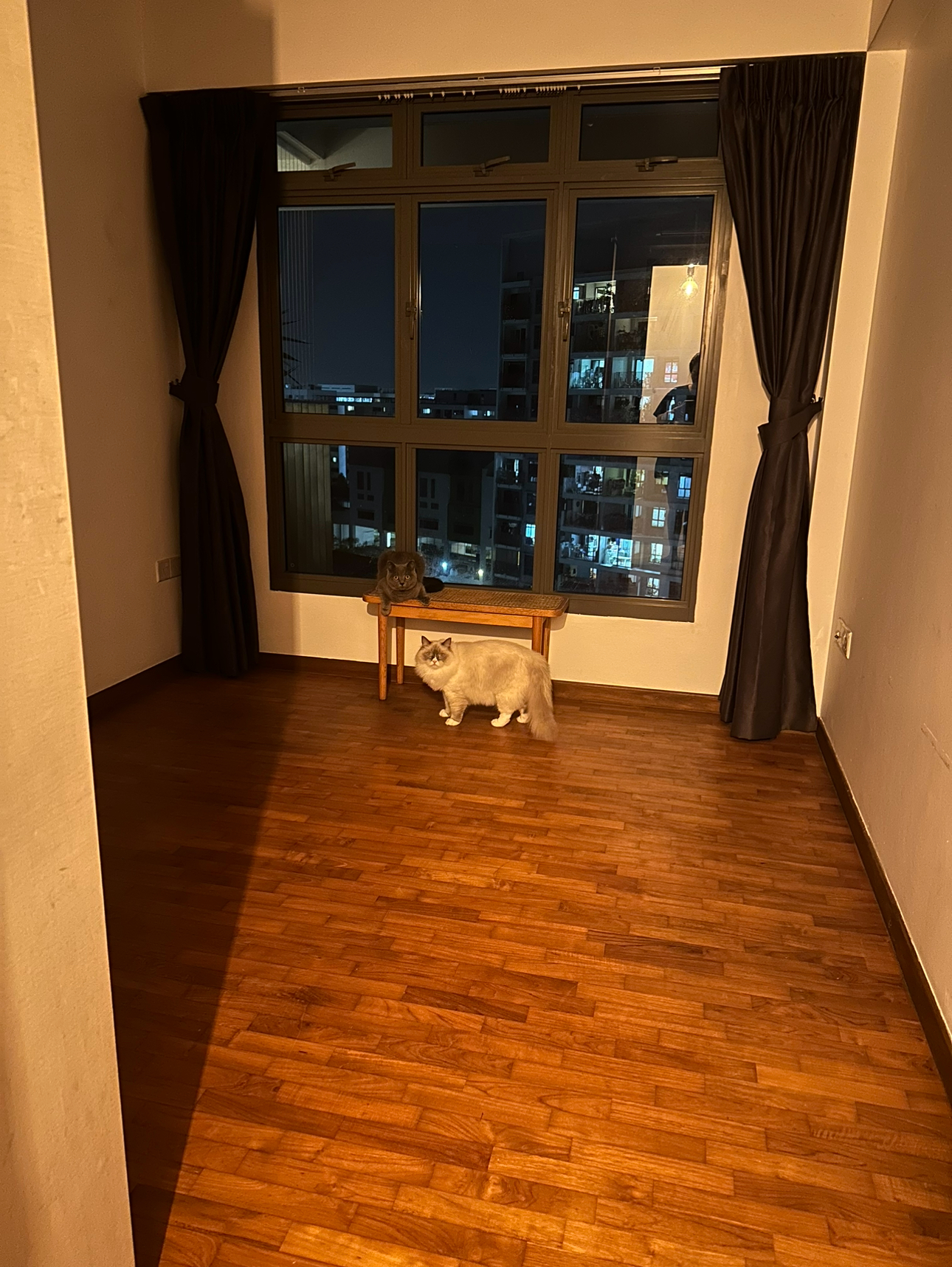 Our Studio Office: Where Our Work Takes Place, Literally 📸📽️🎞️ - Cat on wooden floor, large gray cat, indoor setting