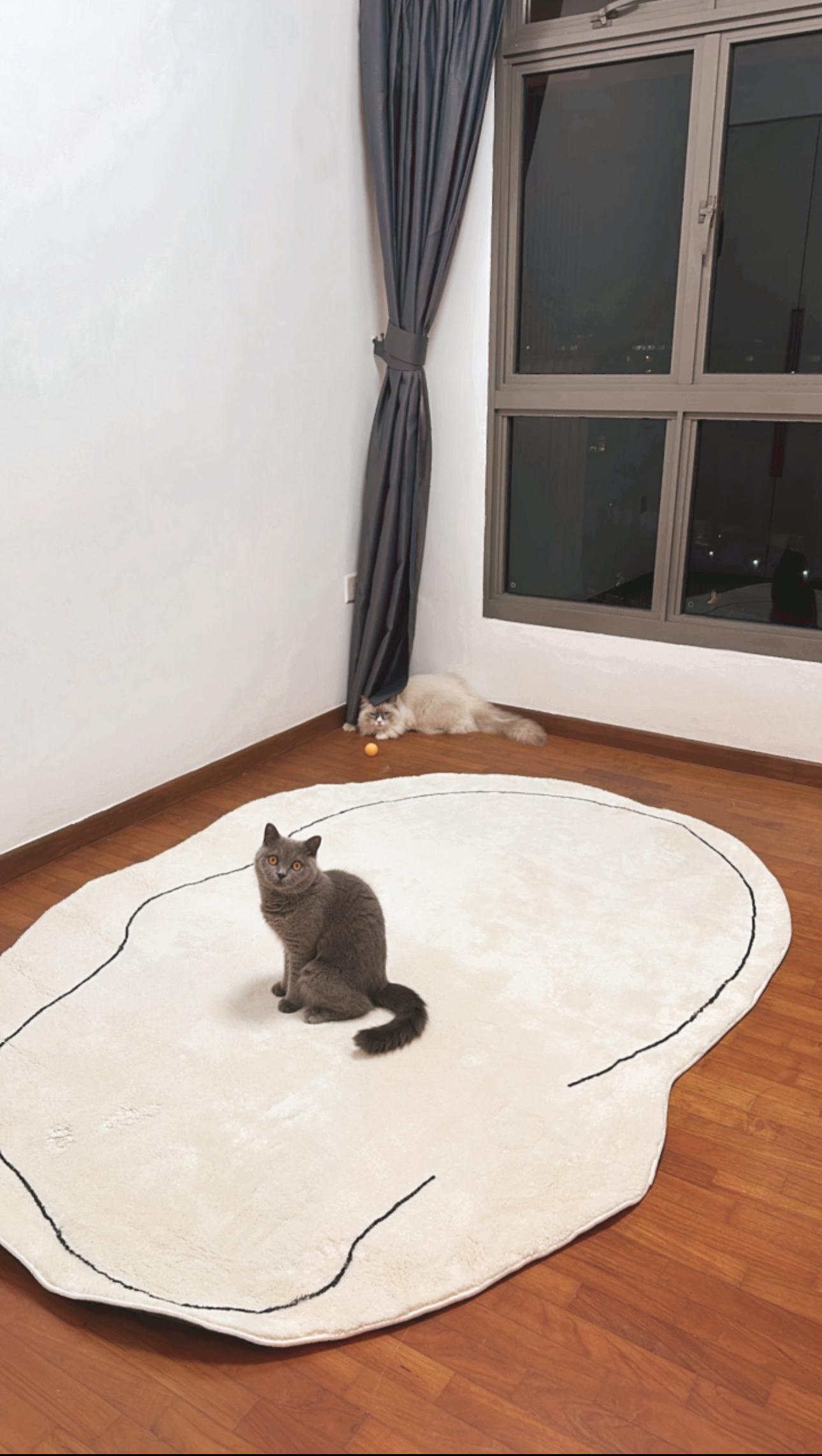 Our Studio Office: Where Our Work Takes Place, Literally 📸📽️🎞️ - Gray cat sits on a white rug, looking directly at the