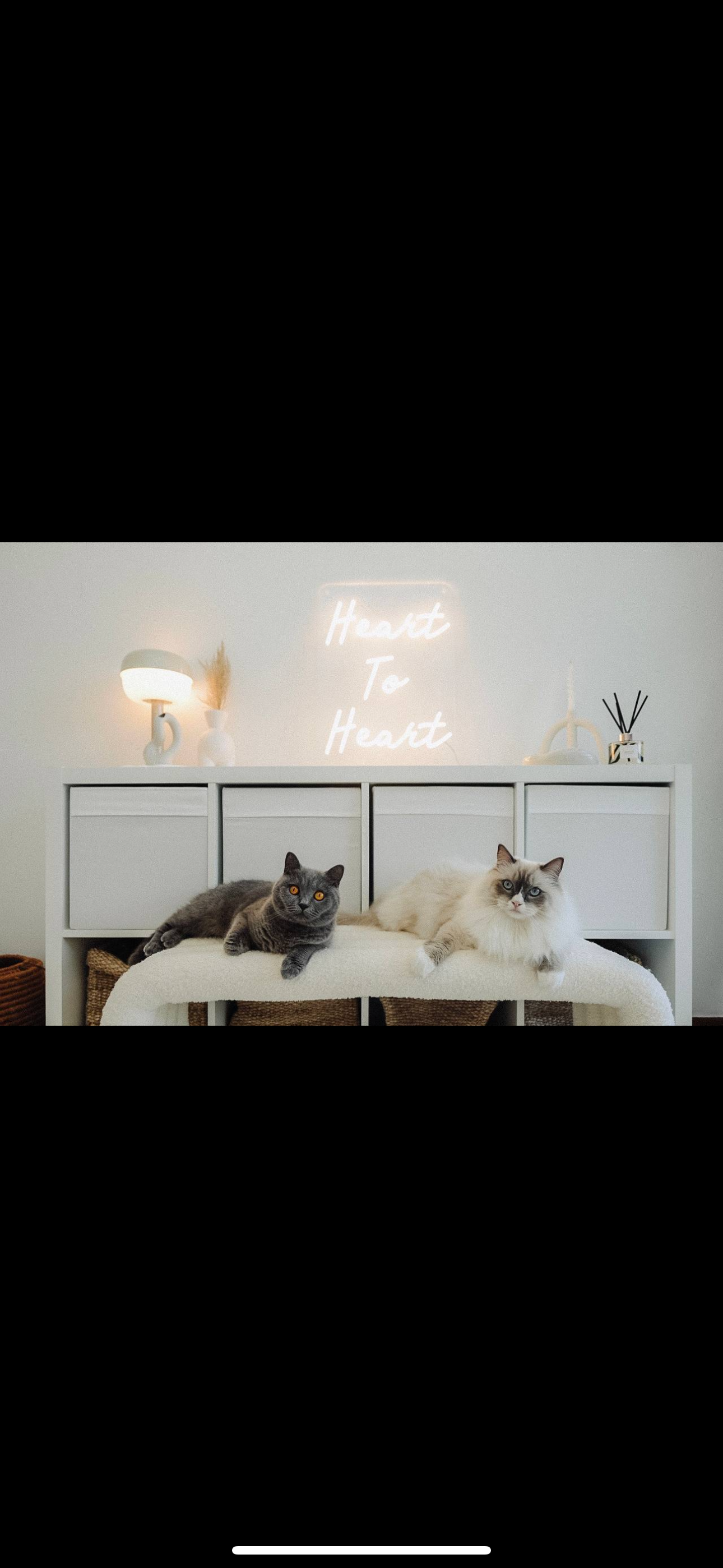 Our Studio Office: Where Our Work Takes Place, Literally 📸📽️🎞️ - Gray and white cats lounging on a white cat tree