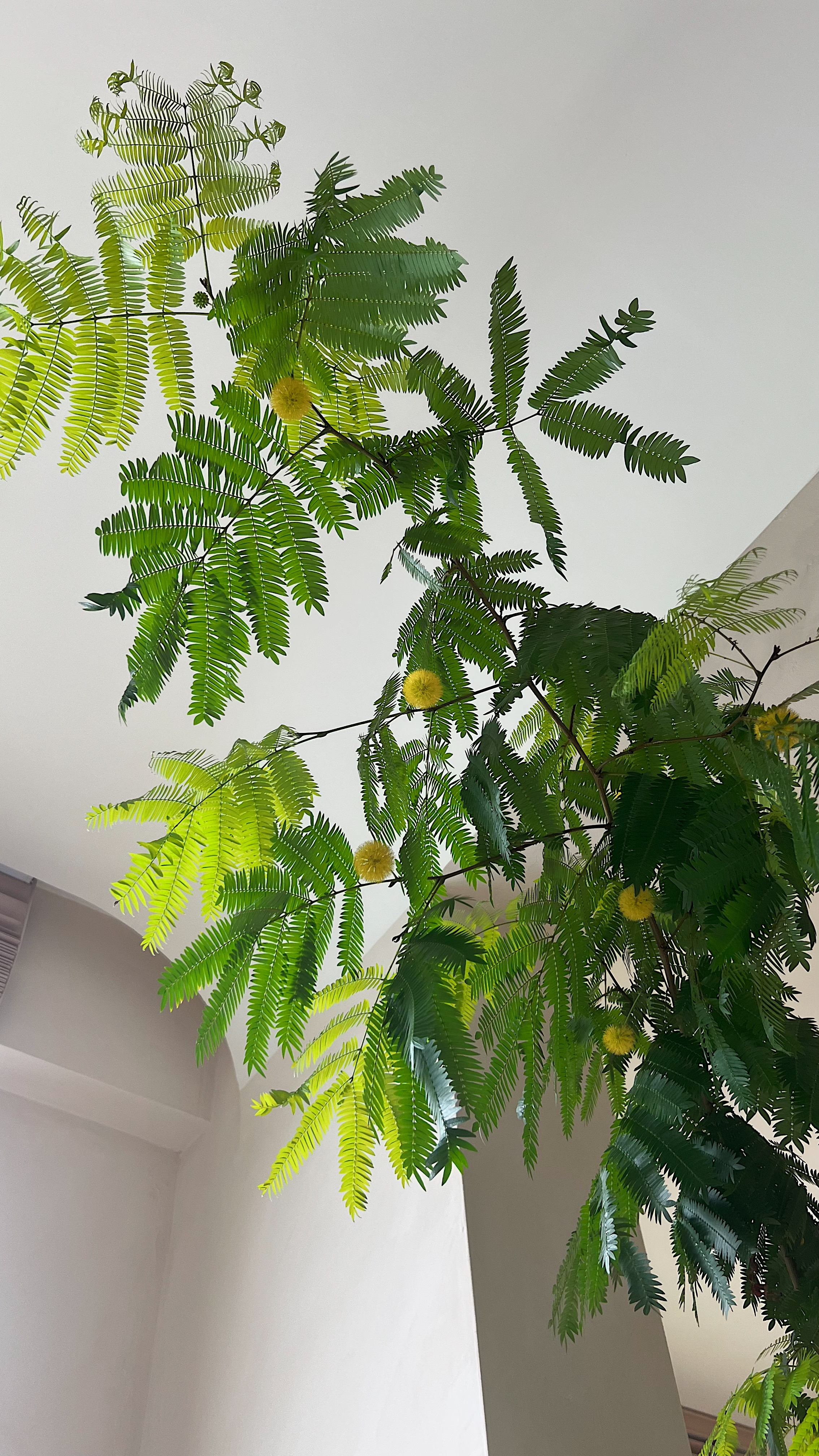 Here are our Plant Babies! 👶🏻🌱 - Green fern leaves, bright sunlight, indoor setting, natural light, lush foliage, indoor