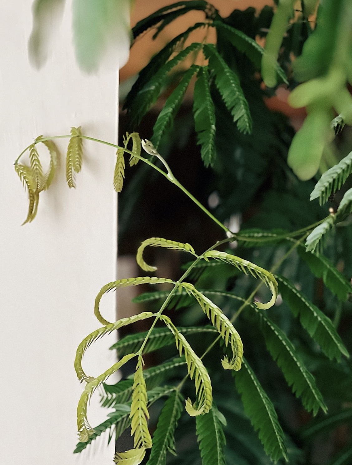 Here are our Plant Babies! 👶🏻🌱 - Green fern fronds, delicate and intricate, arching gracefully, lush and vibrant, feathery