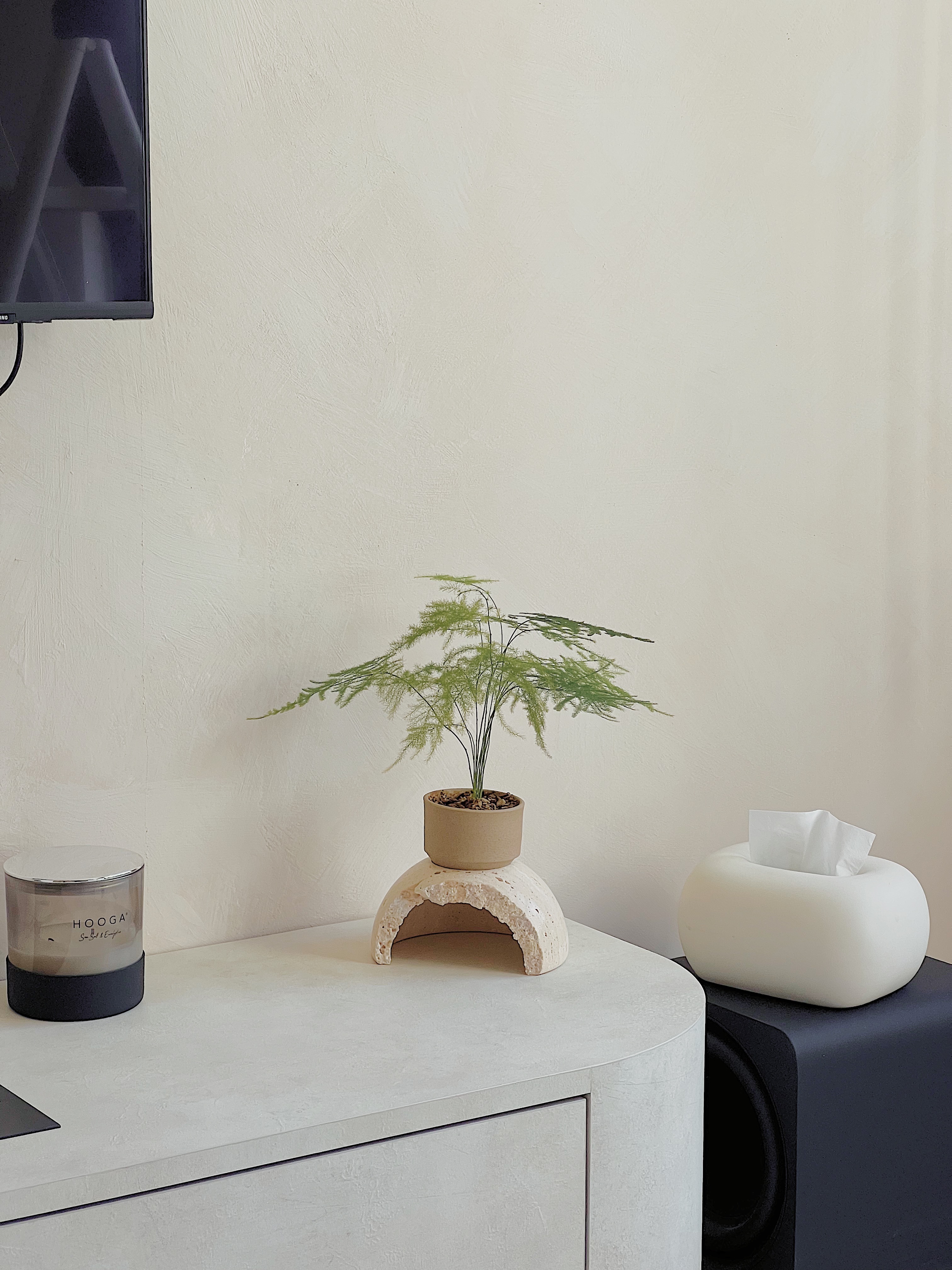 Here are our Plant Babies! 👶🏻🌱 - White textured wall, minimalist decor, modern interior, light beige color, soft lighting