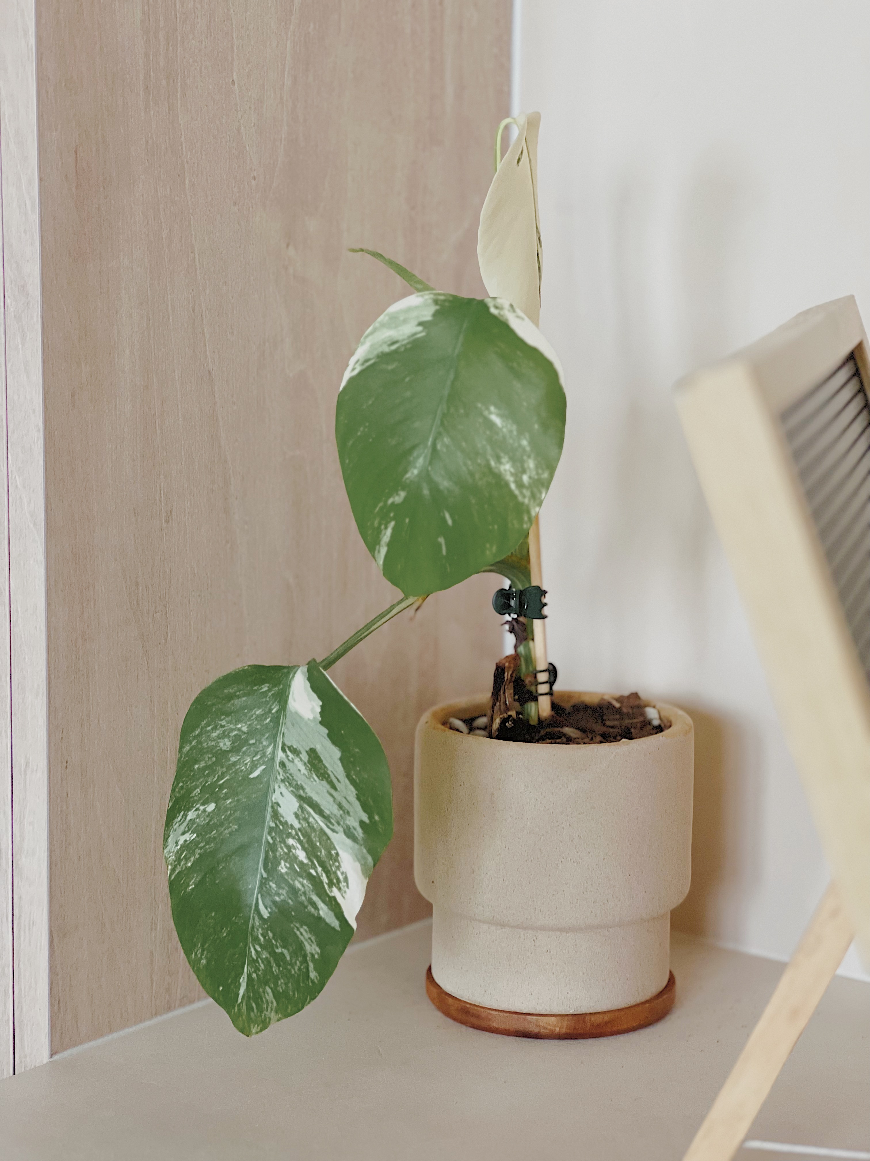 Here-are-our-Plant-Babies!-👶🏻🌱