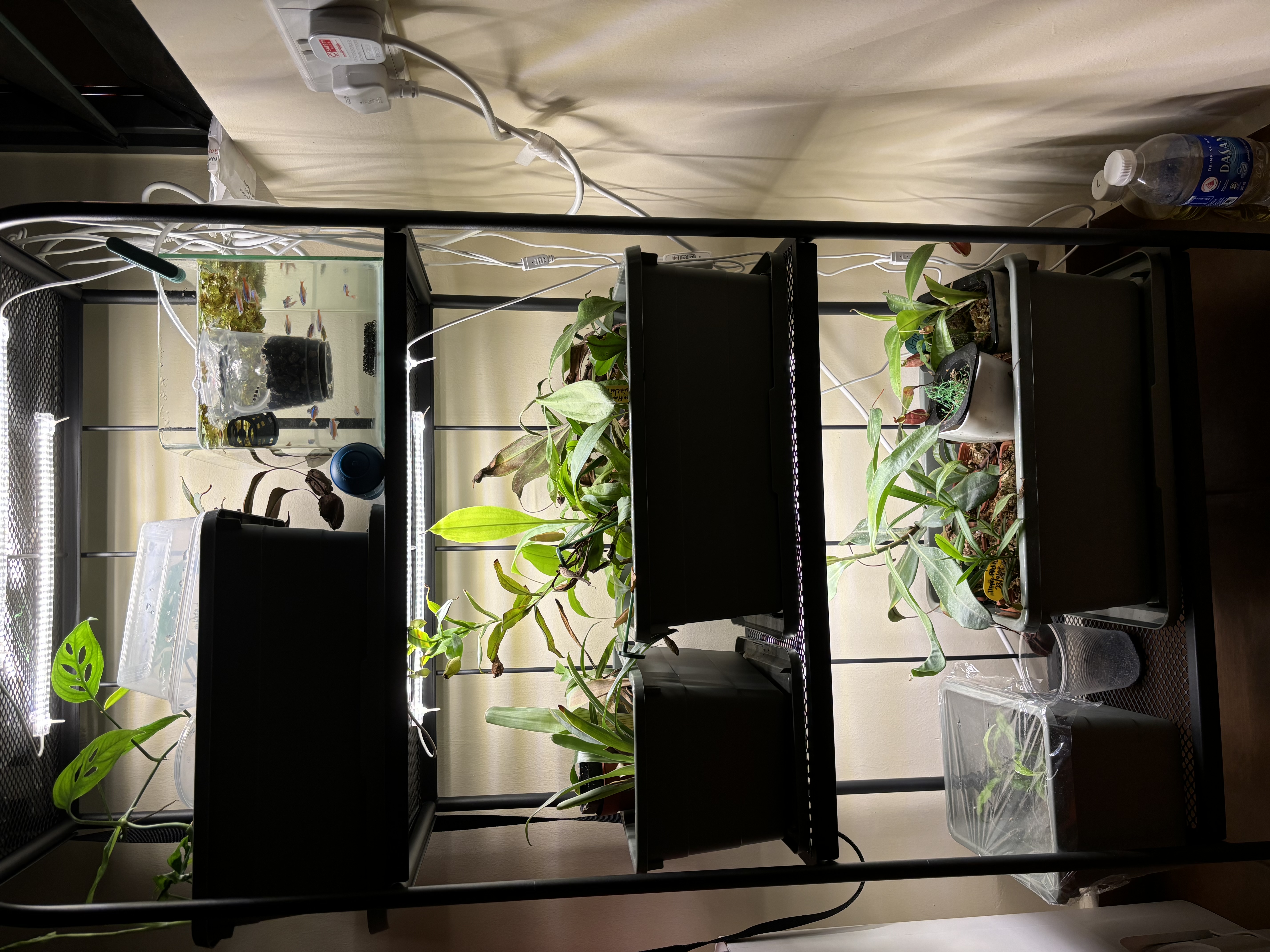 Our green corner: A space-saving, DIY, plant rack!  - LED lighting, aquarium, plants, water, plants in pots, green leaves