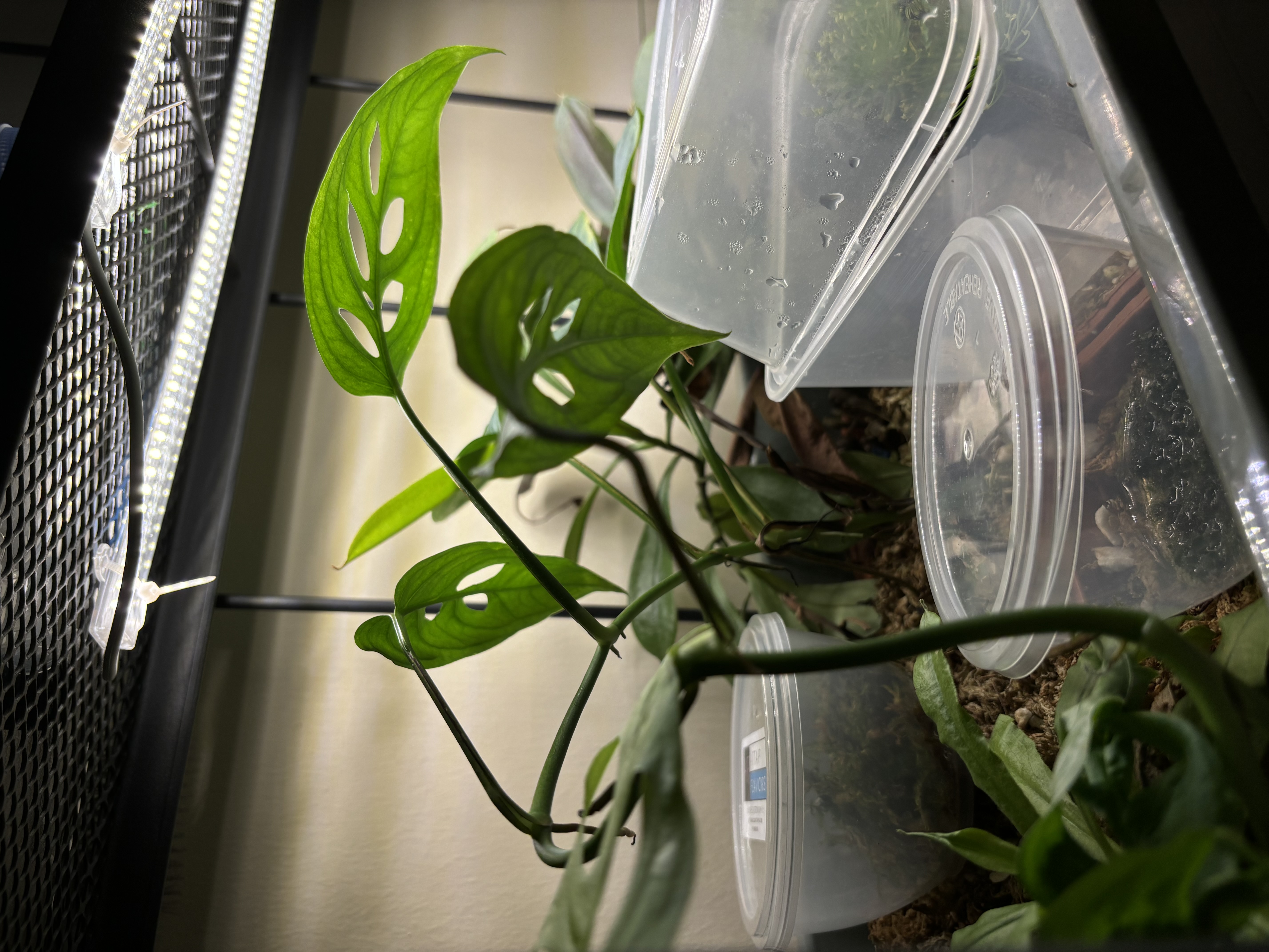 Our green corner: A space-saving, DIY, plant rack!  - LED grow lights, green plants, transparent containers, water droplets