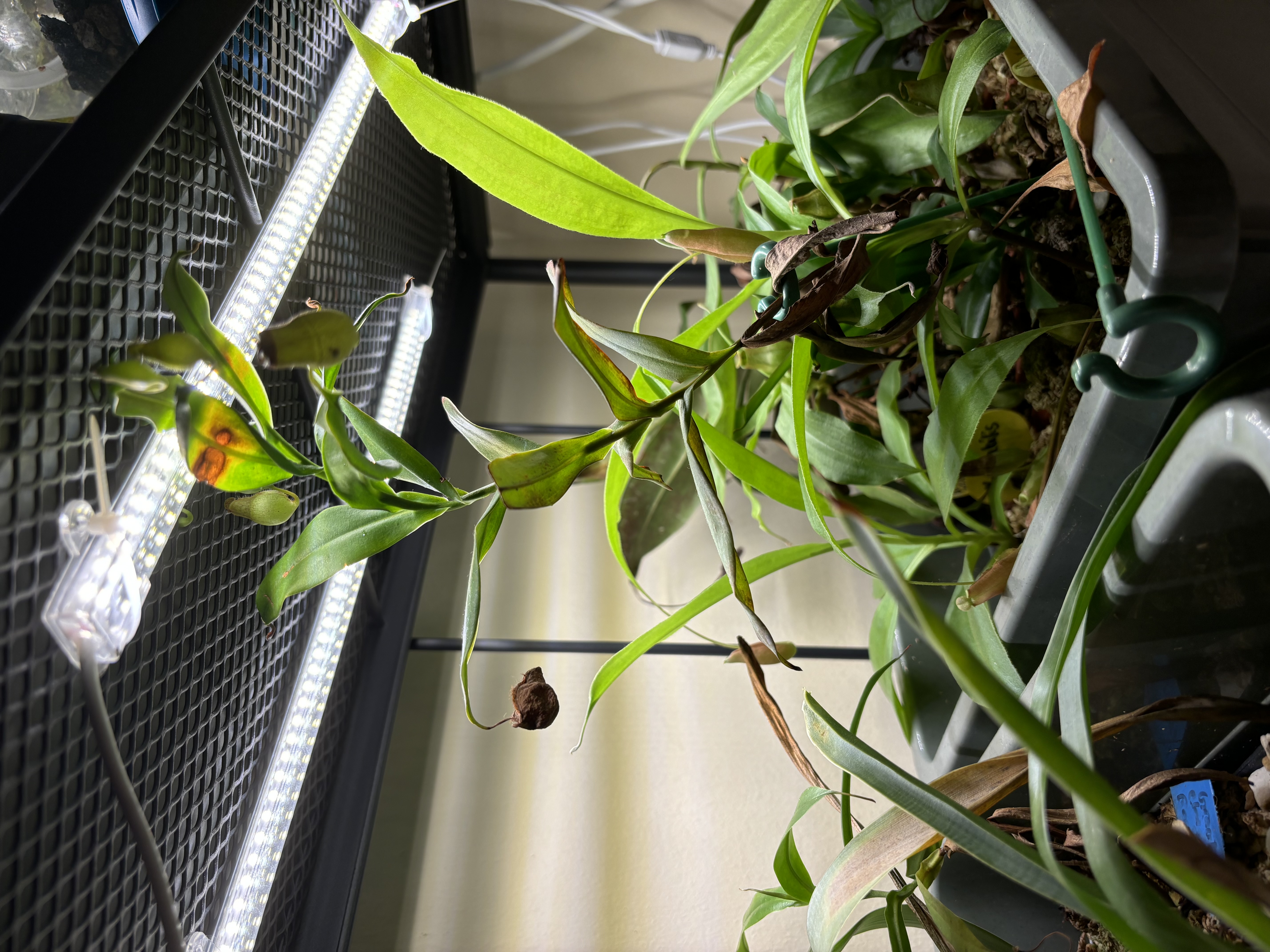 Our green corner: A space-saving, DIY, plant rack!  - Green plant with visible brown spots, illuminated by LED light, hanging