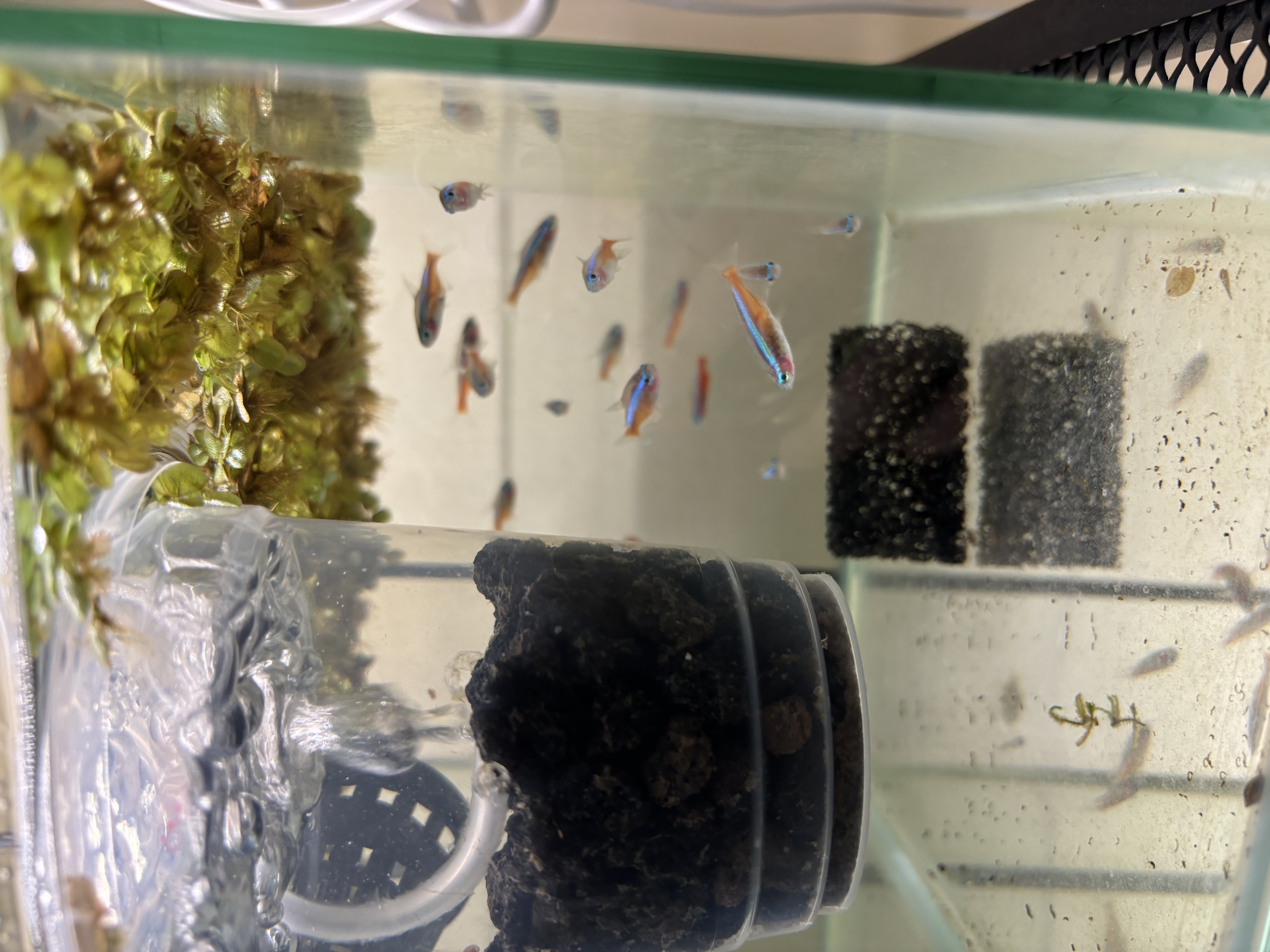 Our-green-corner:-A-space-saving,-DIY,-plant-rack!-