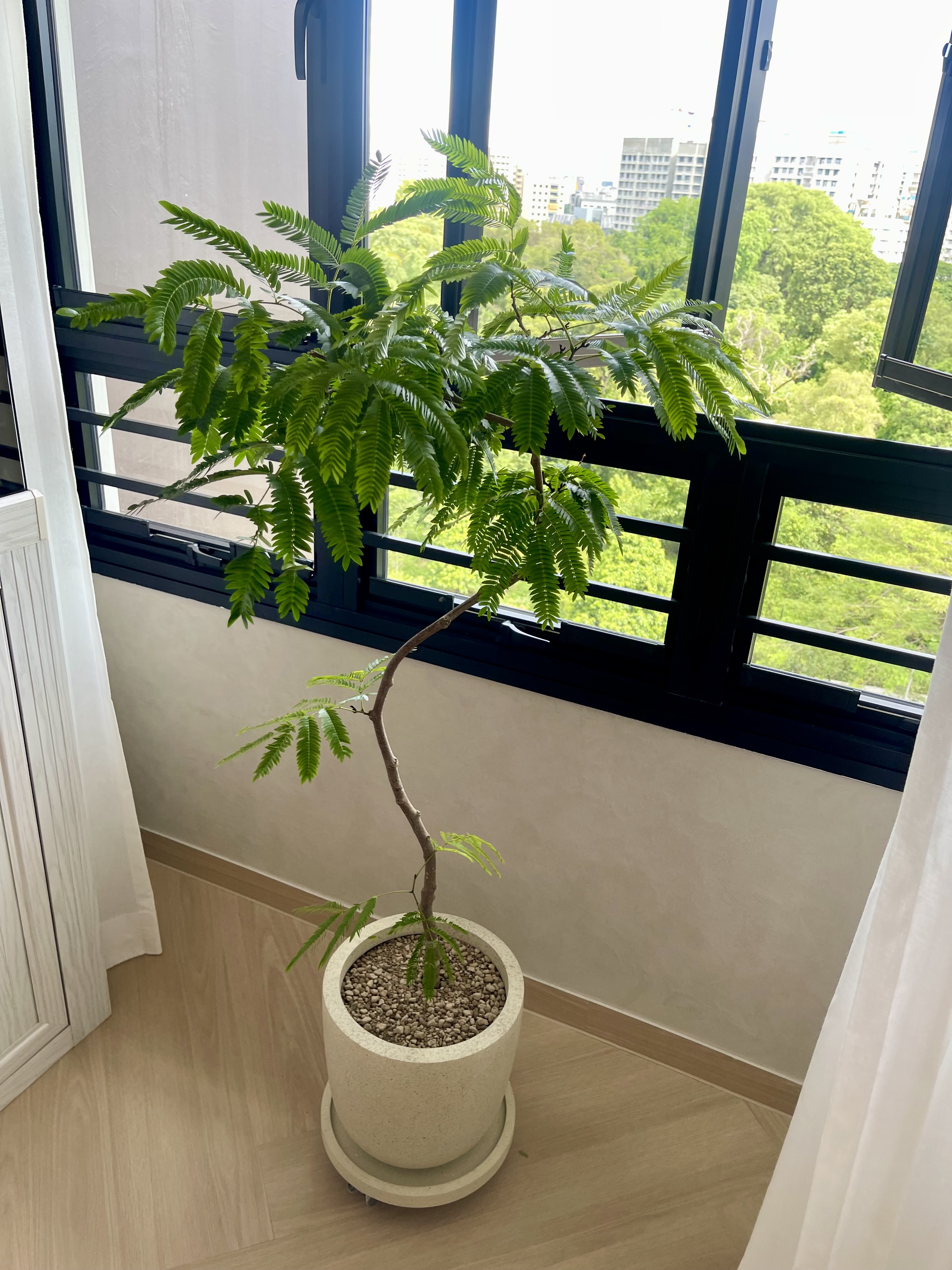 Our Green Oasis: Bringing Life Into Our Cosy Crib 🌿🍃 - Green potted plant, indoor setting, large window, natural light