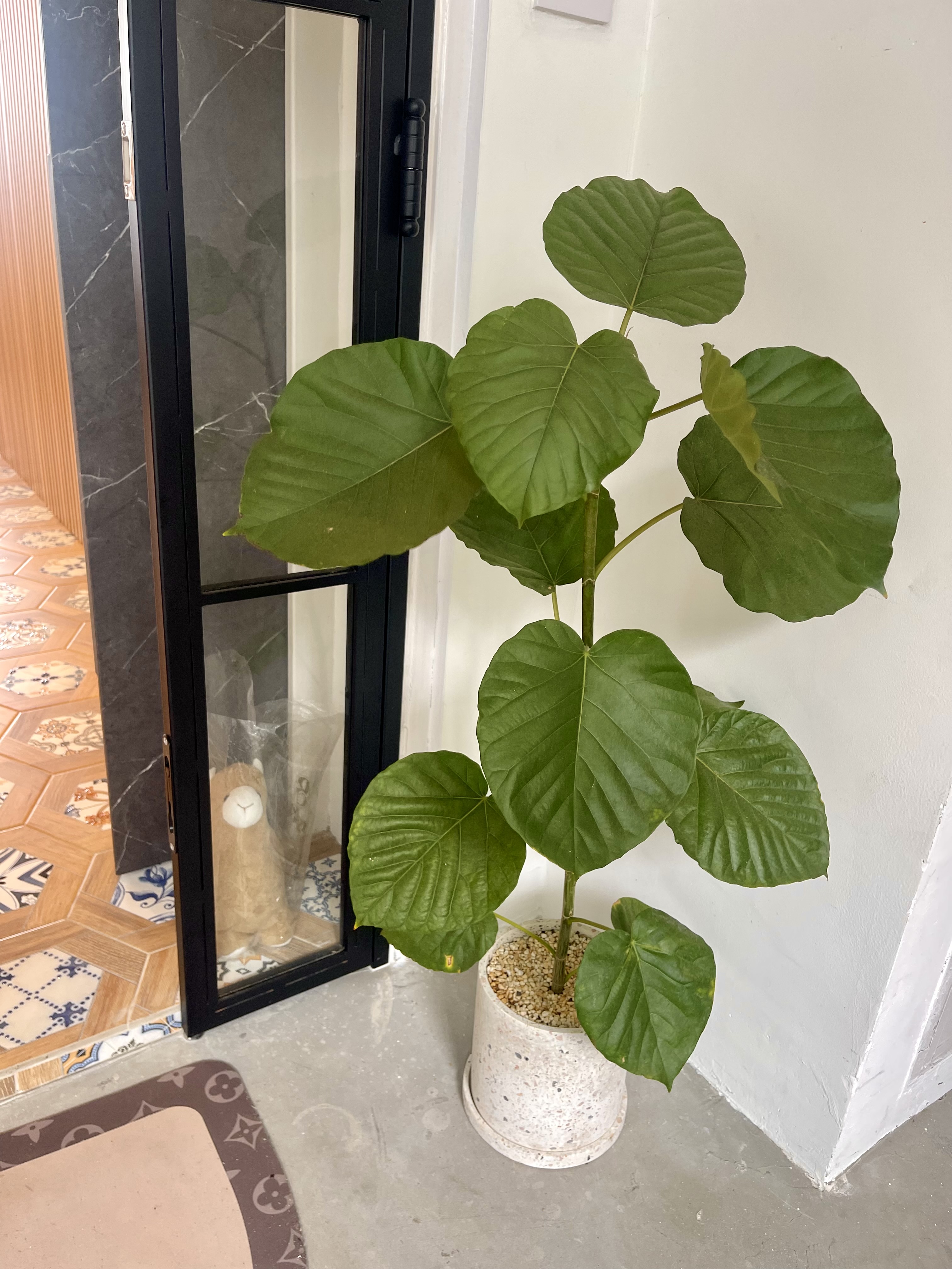 Our Green Oasis: Bringing Life Into Our Cosy Crib 🌿🍃 - Green leafy plant, indoor setting, potted plant, large leaves