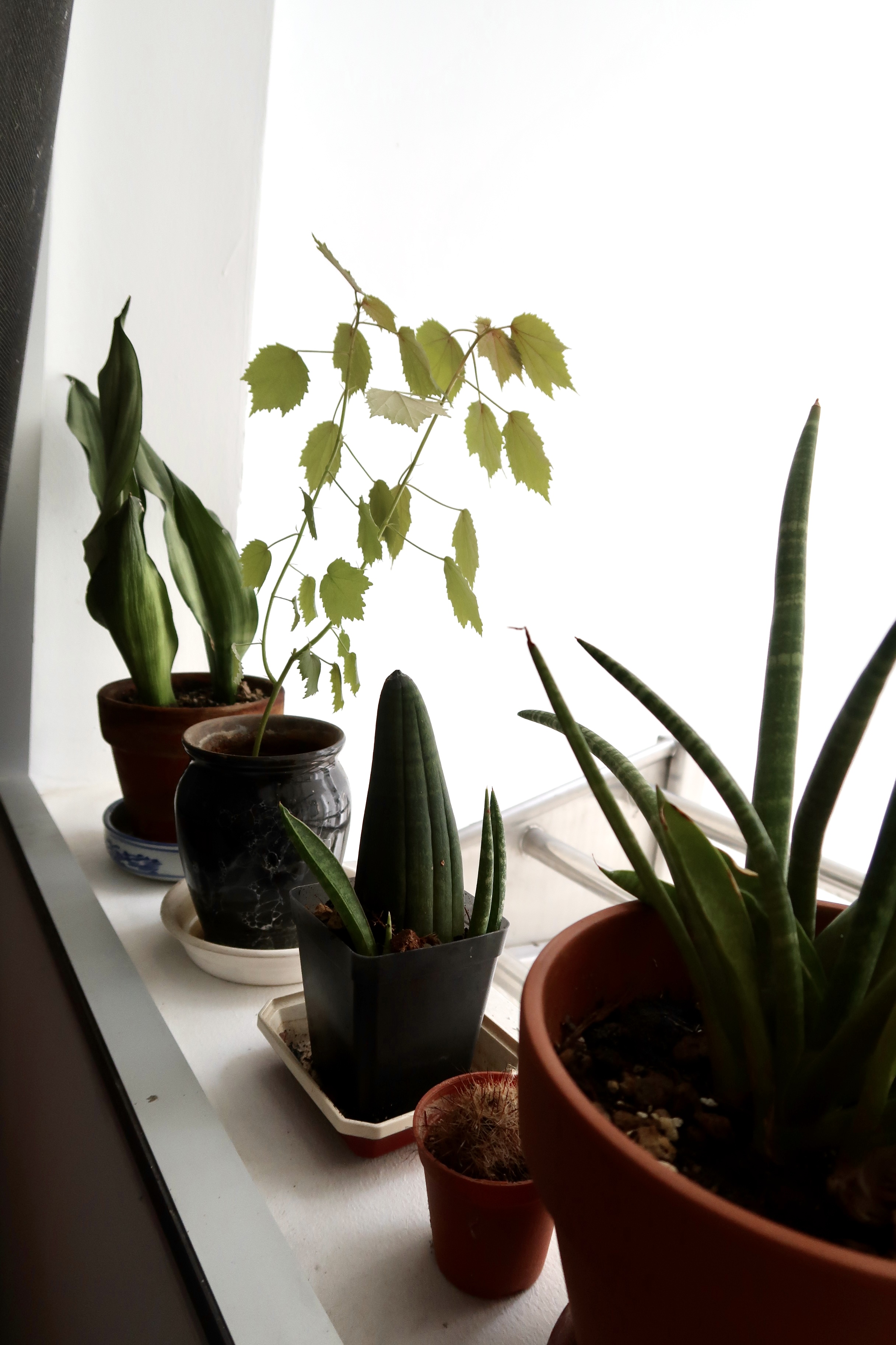 Multi-Use Service Yard with a Fermentation Nook  - Perspective shot of various potted plants on a windowsill, natural light
