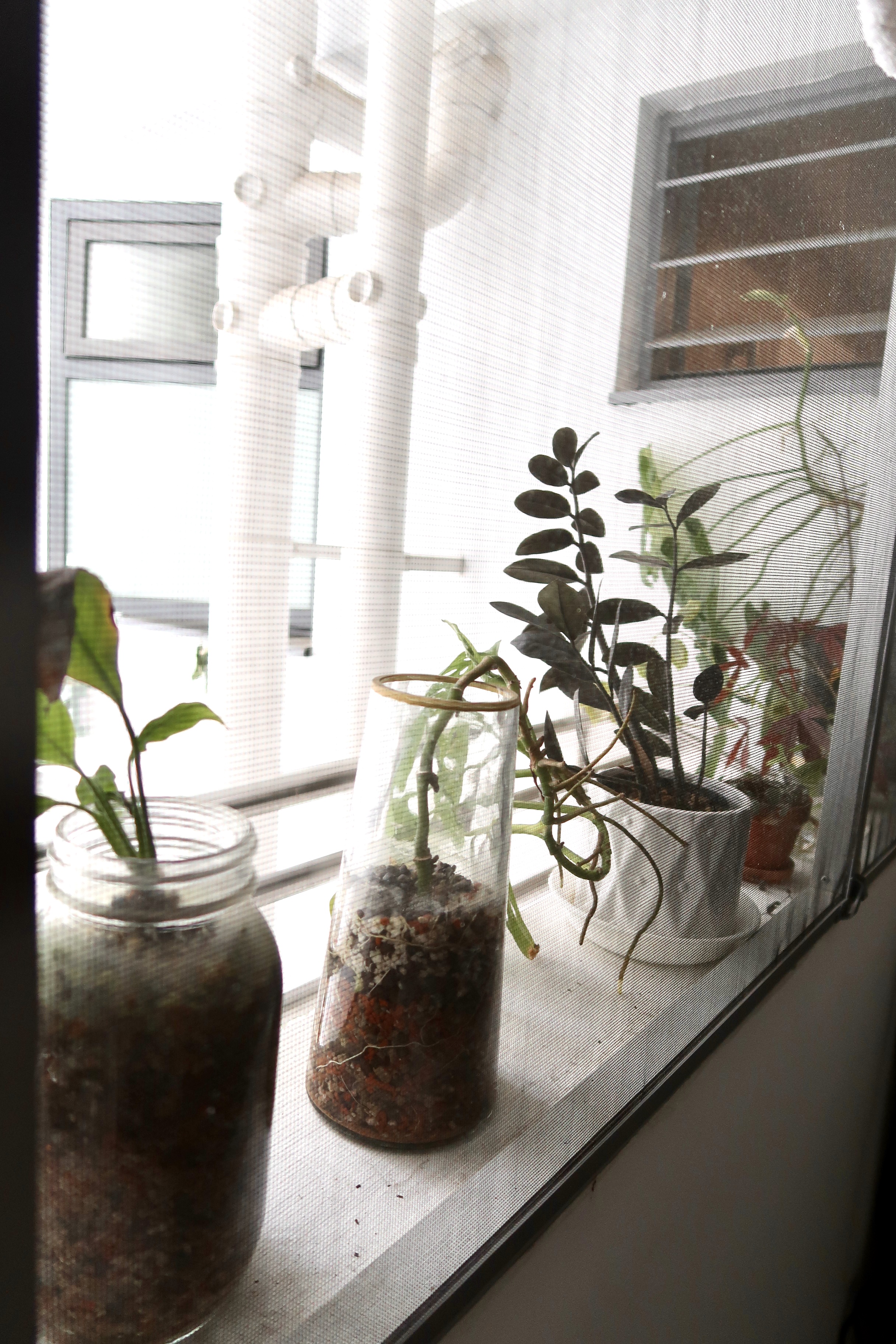 Multi-Use Service Yard with a Fermentation Nook  - window sill, plants, indoor plants, window with blinds, green plants