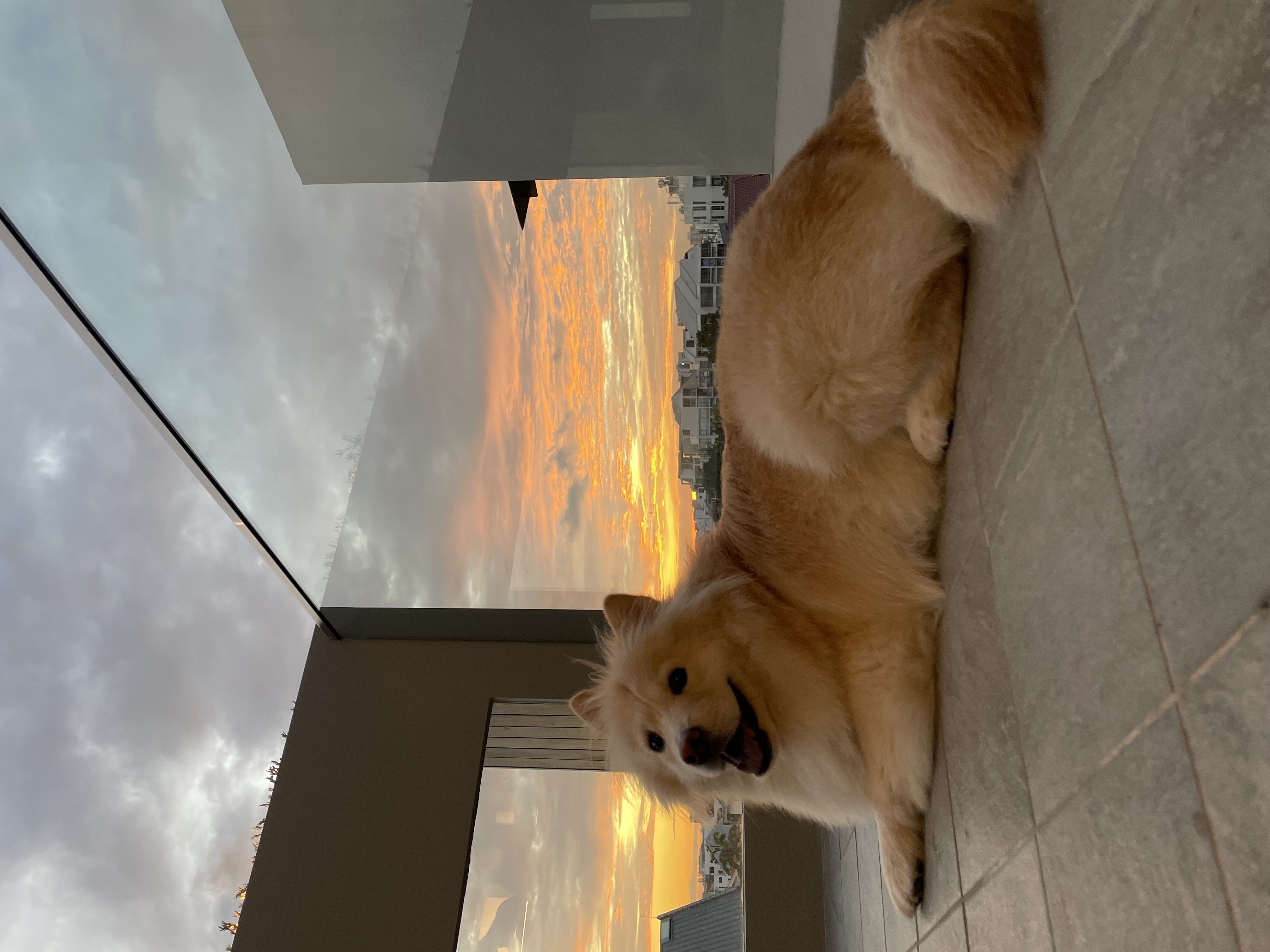 xxxx - Golden retriever, sunset, clouds, sky, cityscape, fluffy coat, fluffy dog, fluffy tail, orange sunset, white clouds