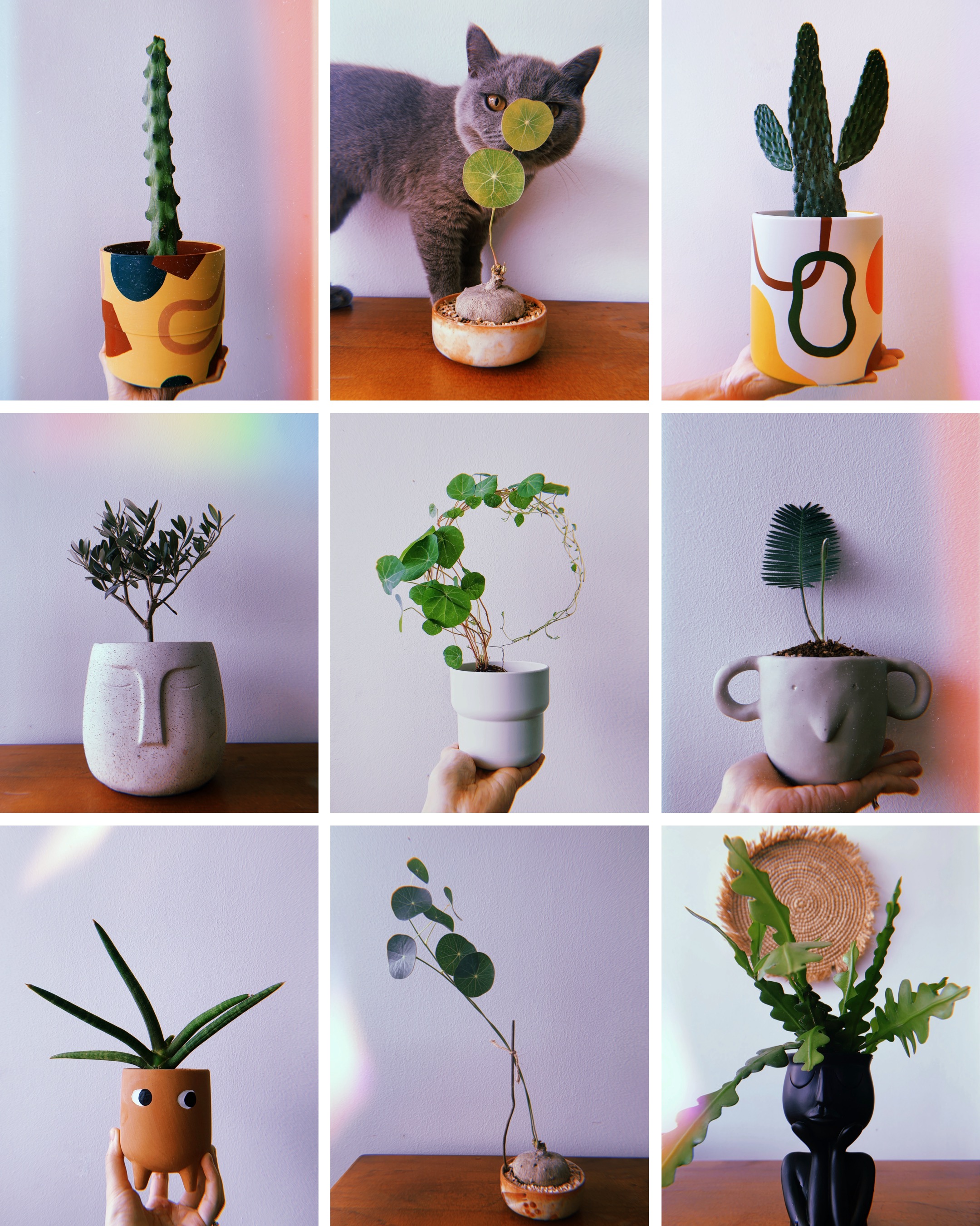 Our 10sqm Balcony: Outdoor Oasis That Makes Our DBSS Look Like A Condo - Cactus in a colorful pot, gray cat with green