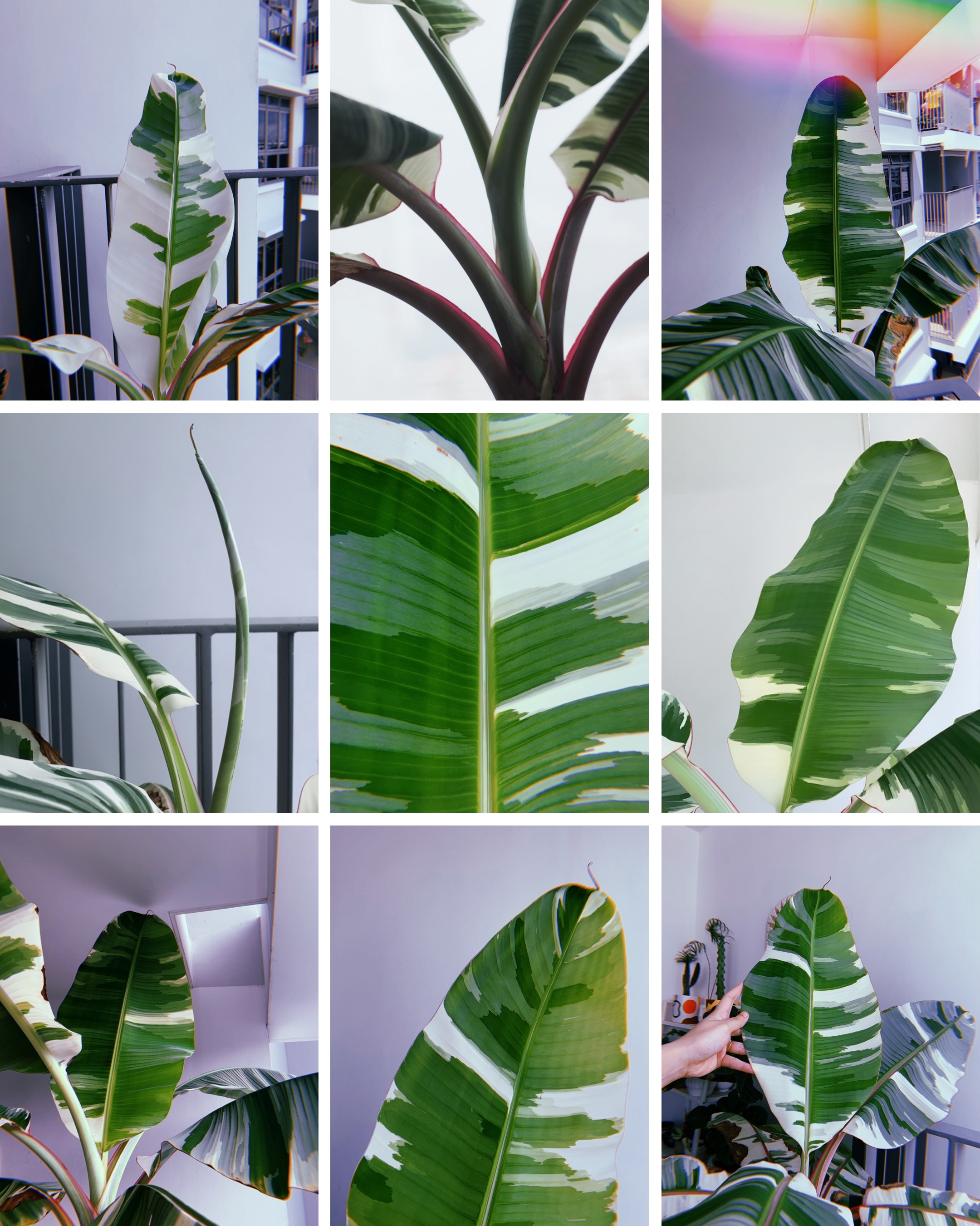 Our 10sqm Balcony: Outdoor Oasis That Makes Our DBSS Look Like A Condo - Green and white variegated plant leaves, vibrant