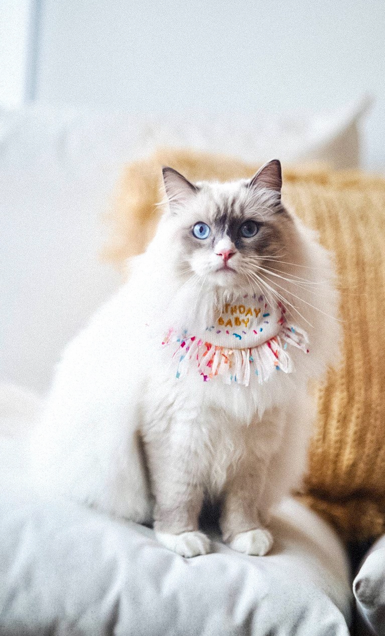 Our 10sqm Balcony: Outdoor Oasis That Makes Our DBSS Look Like A Condo - White fluffy cat with striking blue eyes, sitting on