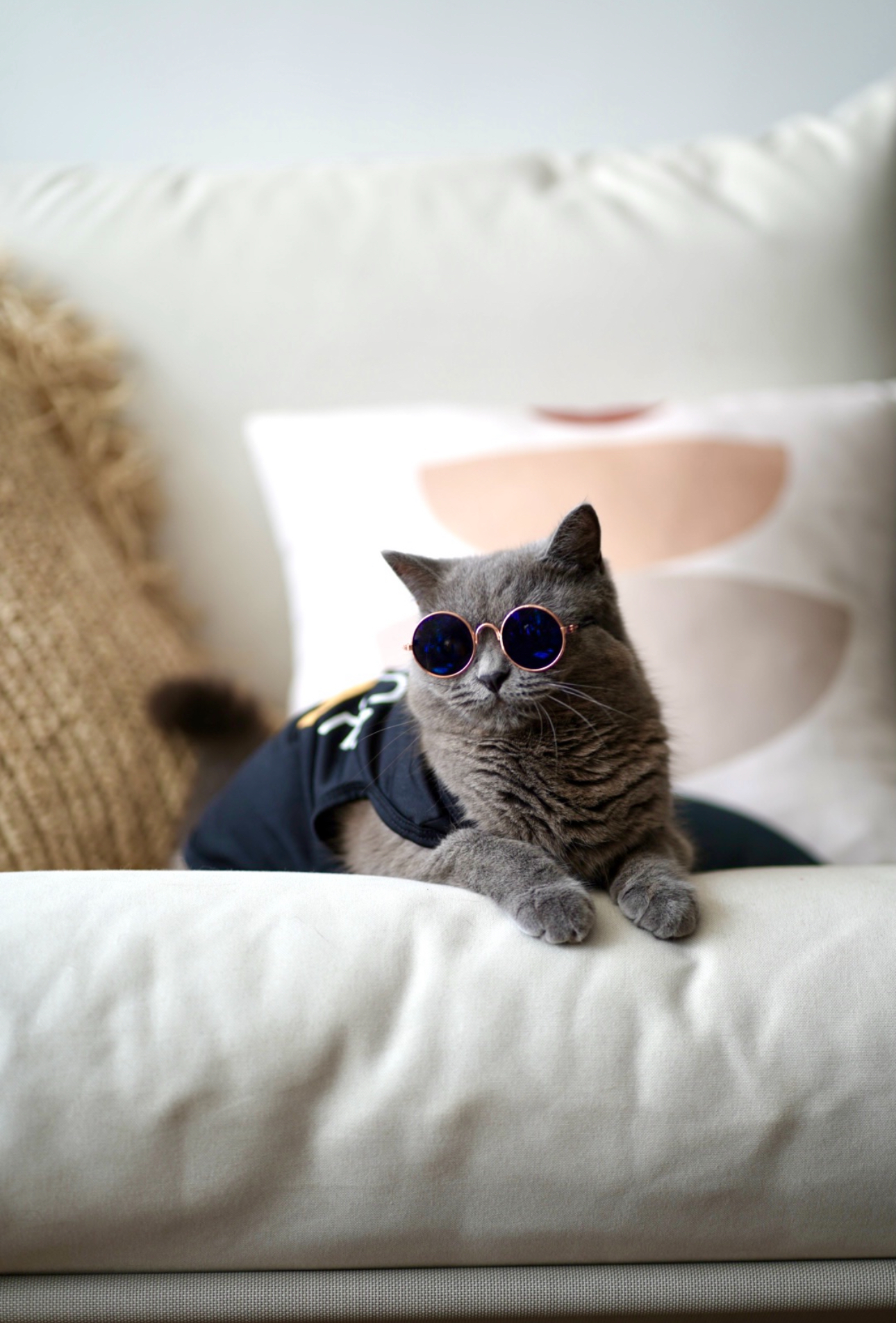 Our 10sqm Balcony: Outdoor Oasis That Makes Our DBSS Look Like A Condo - Cat wearing sunglasses, gray fur, indoor setting