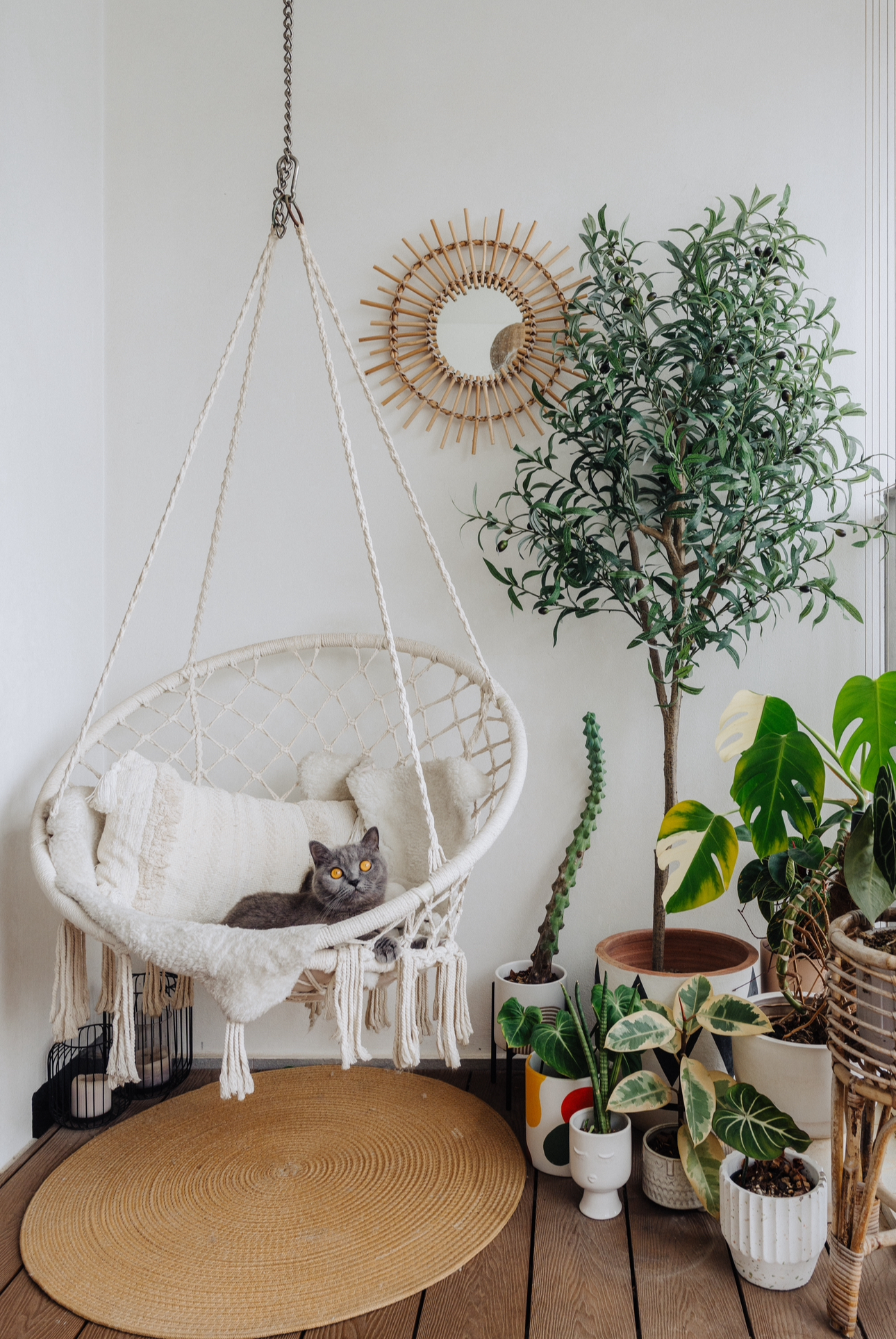 Our 10sqm Balcony: Outdoor Oasis That Makes Our DBSS Look Like A Condo - winding vine hanging from ceiling, gray cat resting