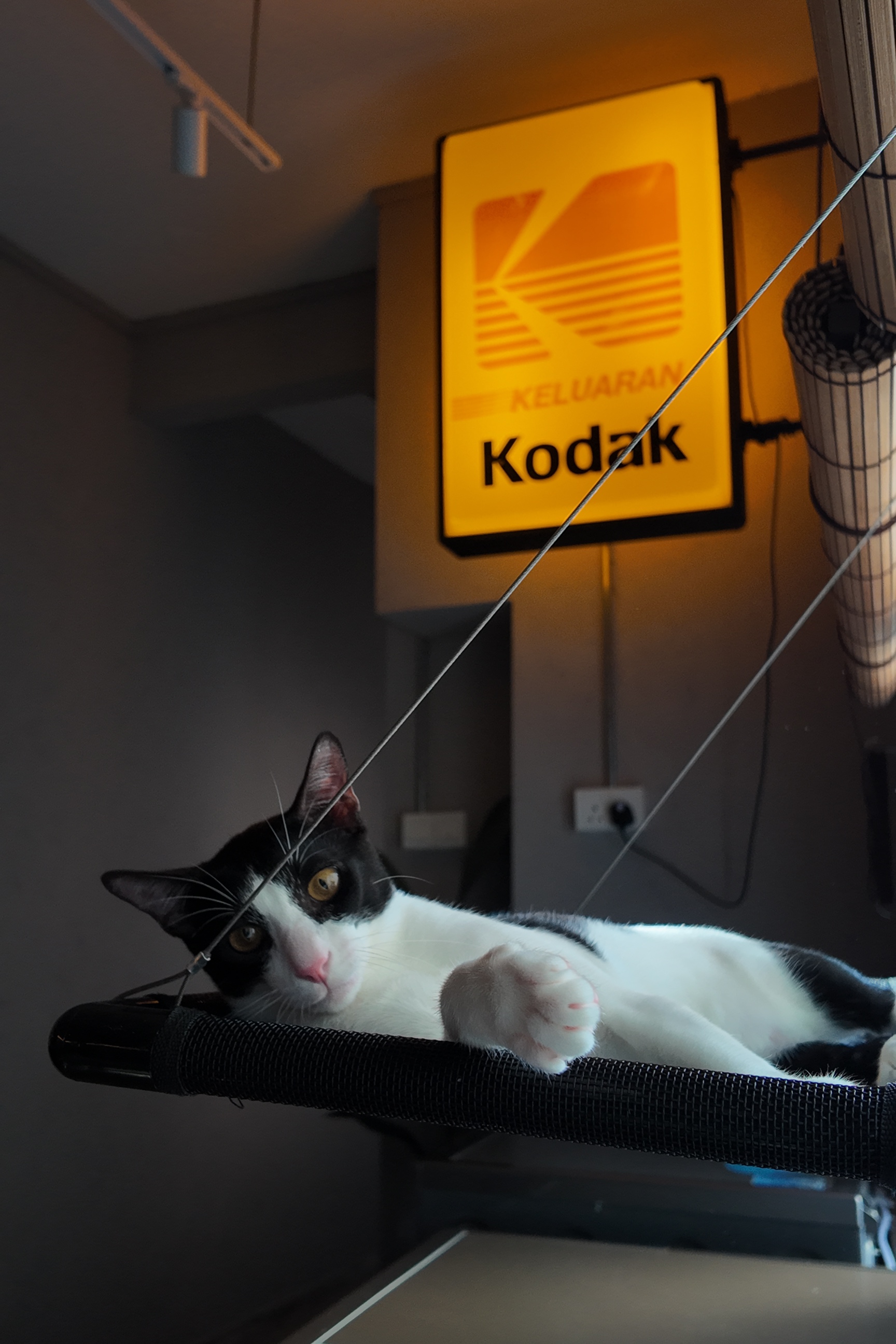 Service-Yard//Cat-Kingdom?