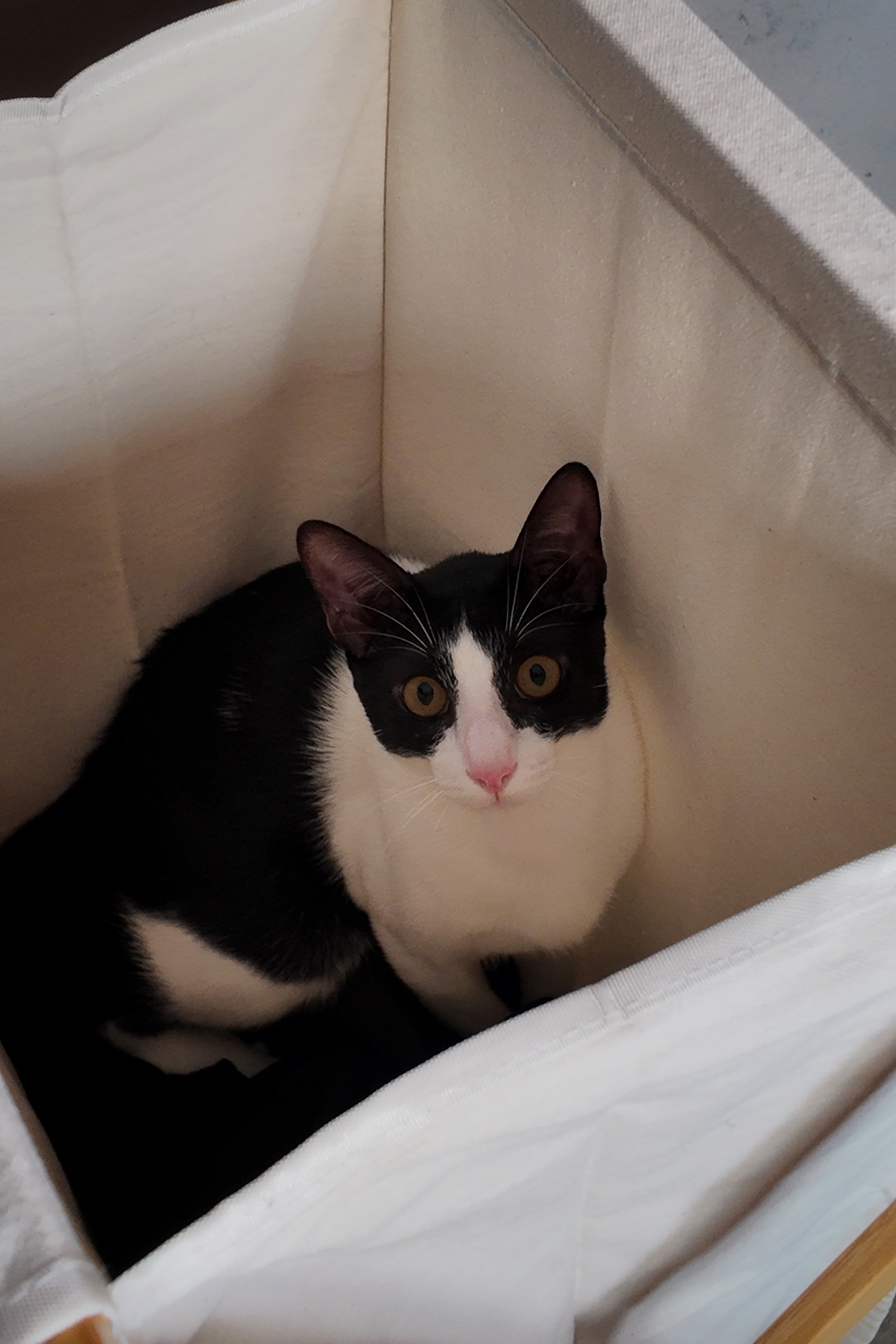Service Yard//Cat Kingdom? - Black and white cat with striking yellow eyes, sitting comfortably in a soft, white fabric bed