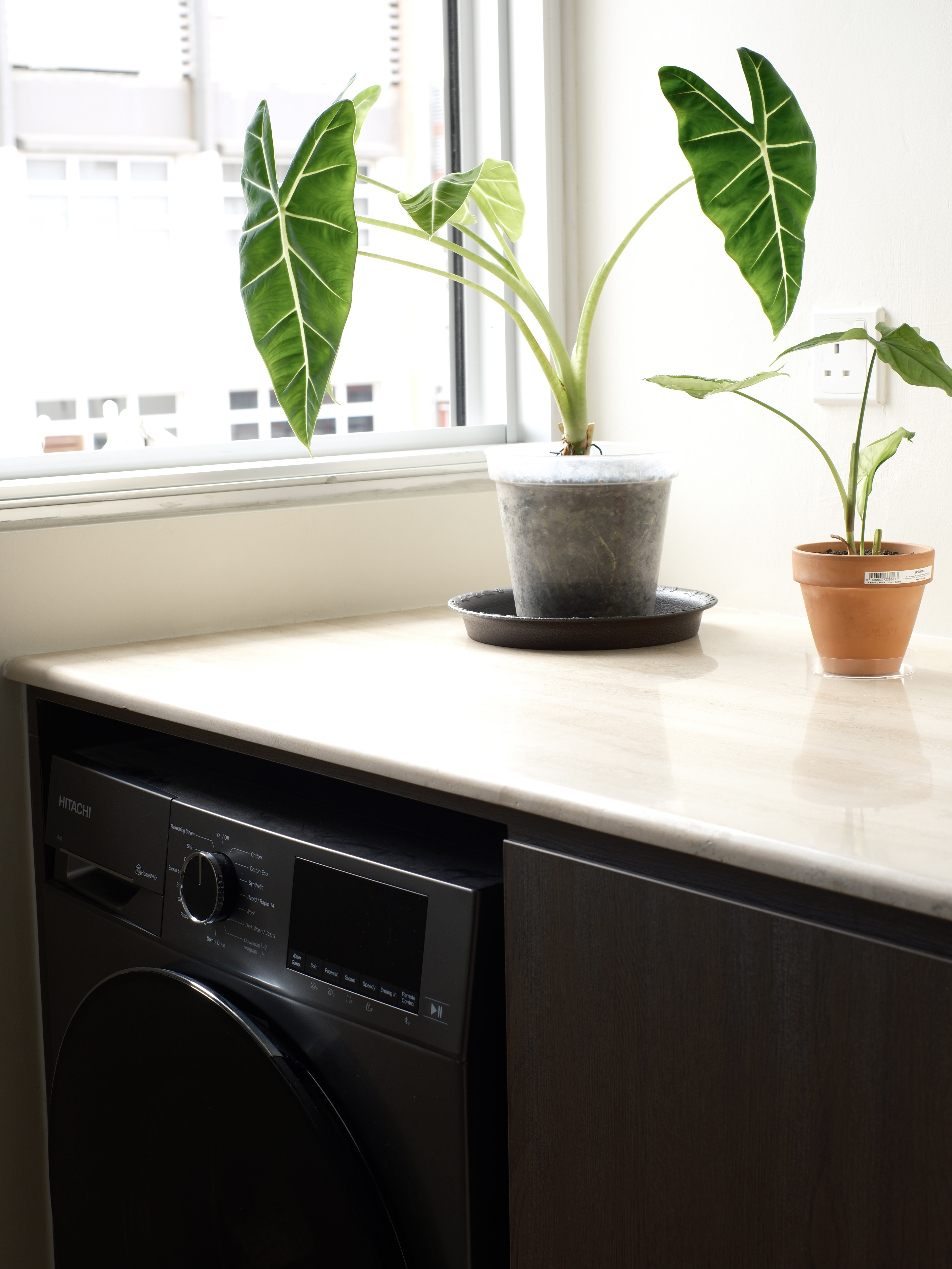 Service Yard: Laundry and Plant corner - green leafy plant, indoor plant, potted plant, indoor garden, indoor plant care