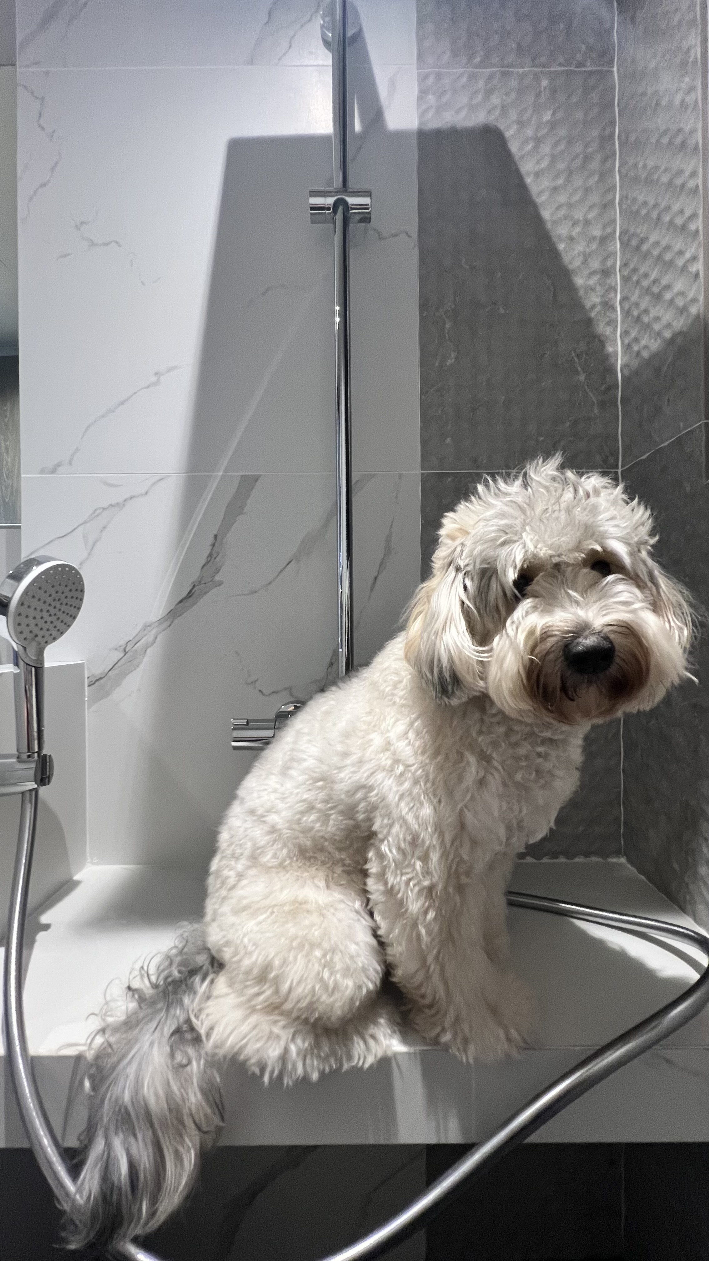 A Royal Retreat: Creating the Perfect Bath Sanctuary for ‘The Queen' - White fluffy dog, sitting in shower, modern bathroom