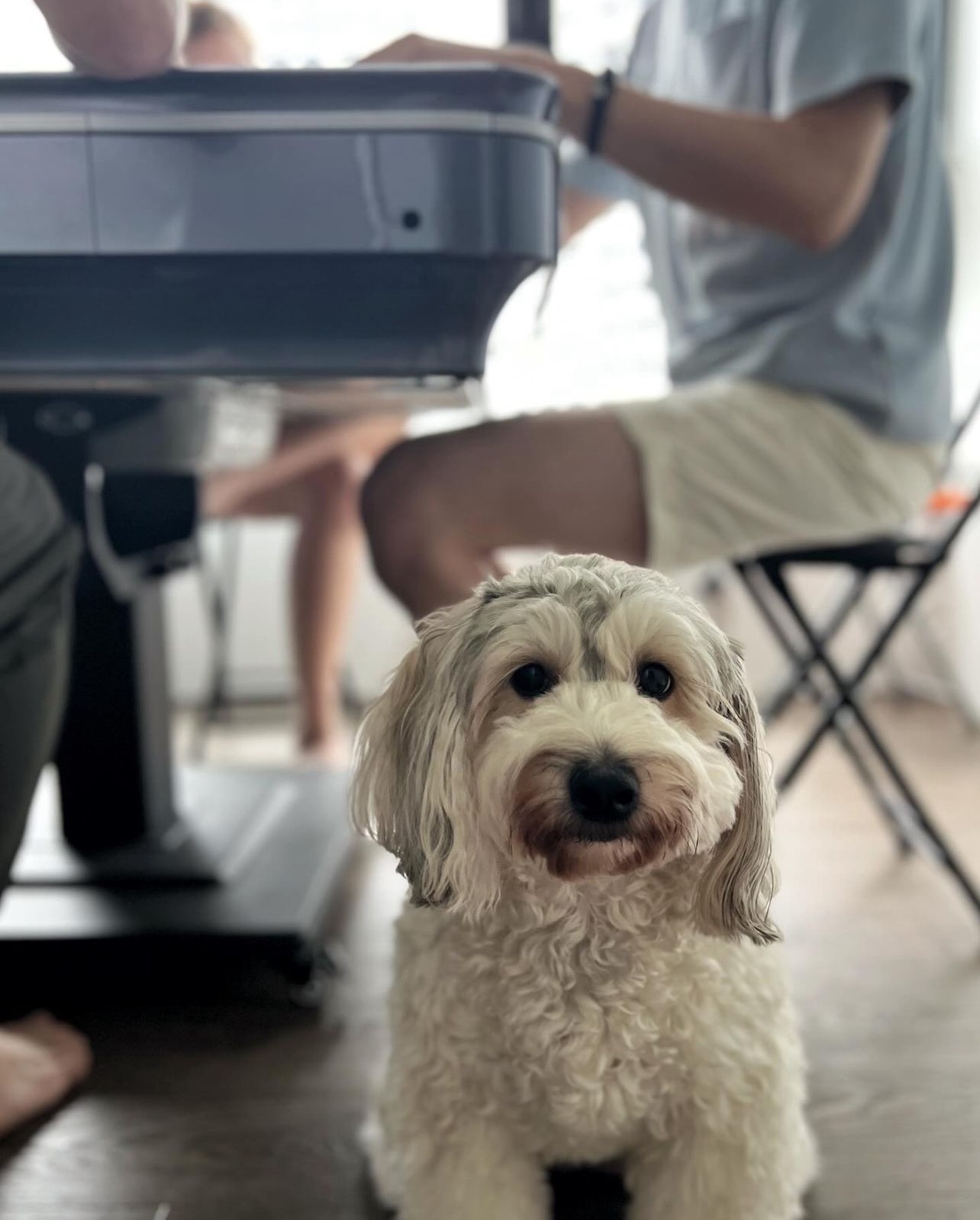 Mahjong, Movies, and My Frenemy: Tales from Entertainment Room - Small, fluffy dog with long, white, curly fur sits on a