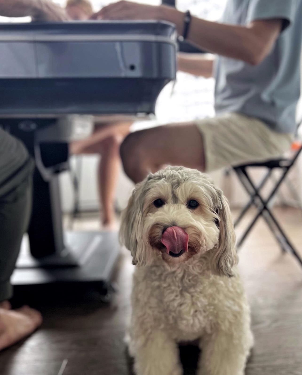 Mahjong, Movies, and My Frenemy: Tales from Entertainment Room - Small, fluffy dog with long, curly fur, sitting on a wooden