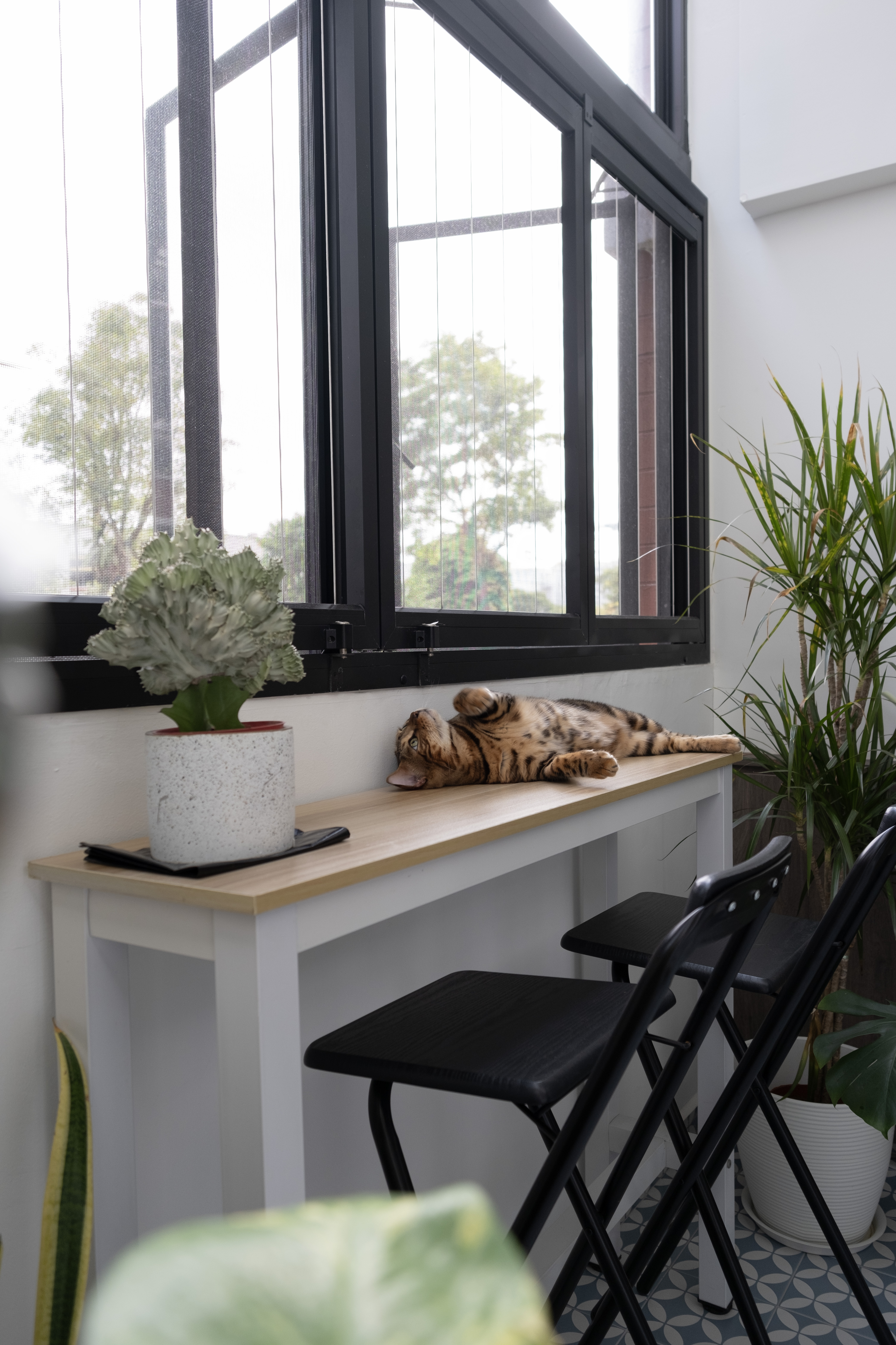 Café Vibes at Home in this Stunning High-Ceiling Balcony - Large window with black frame, potted plant with gray foliage, cat