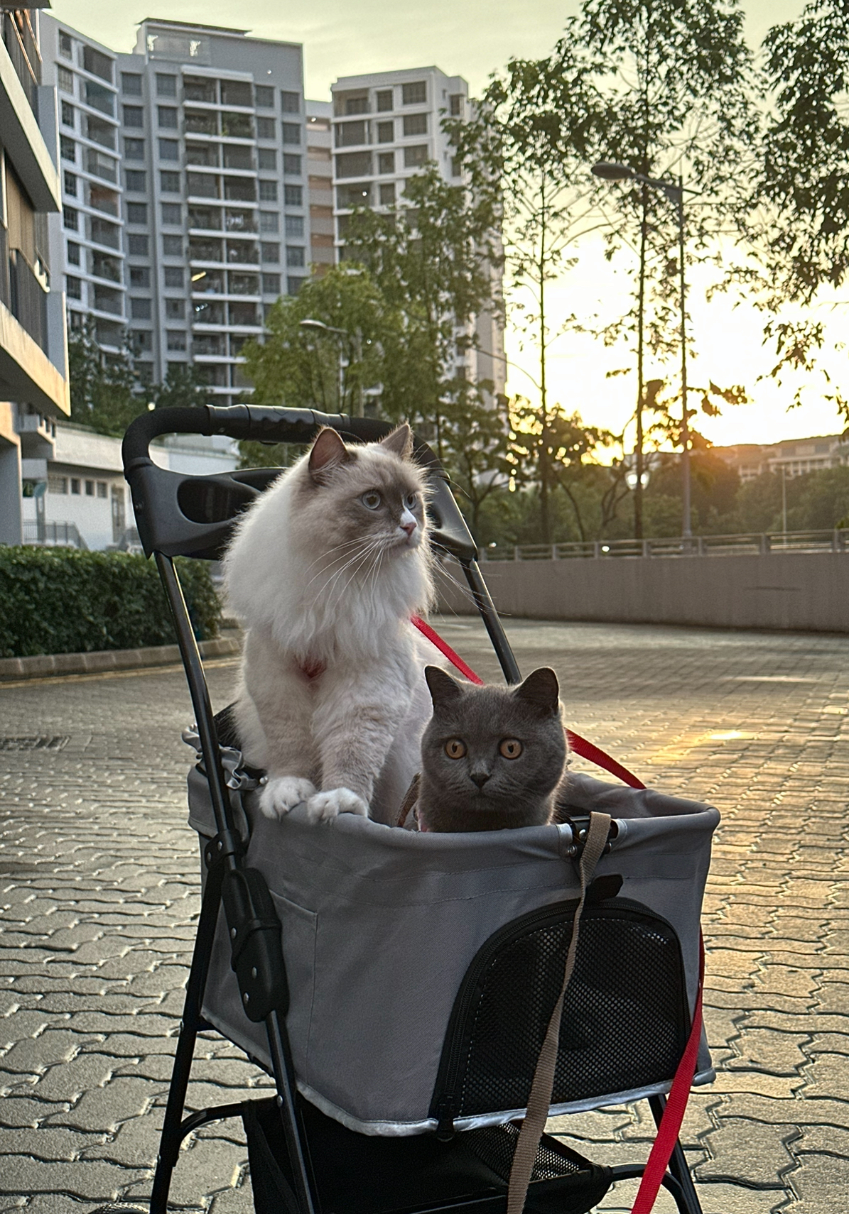 Tiny Kitchen Living: Organisation Tips To Live Mess Free - feline stroller, cityscape backdrop, sunset ambiance, fluffy white