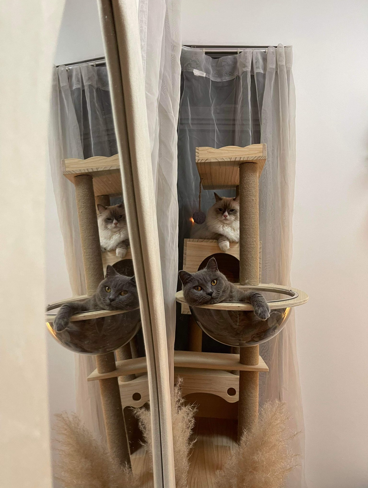 Our Spare Room: Styling It Into A Cosy & Multifunctional Space - Cat sitting on wooden cat tree, looking directly at the