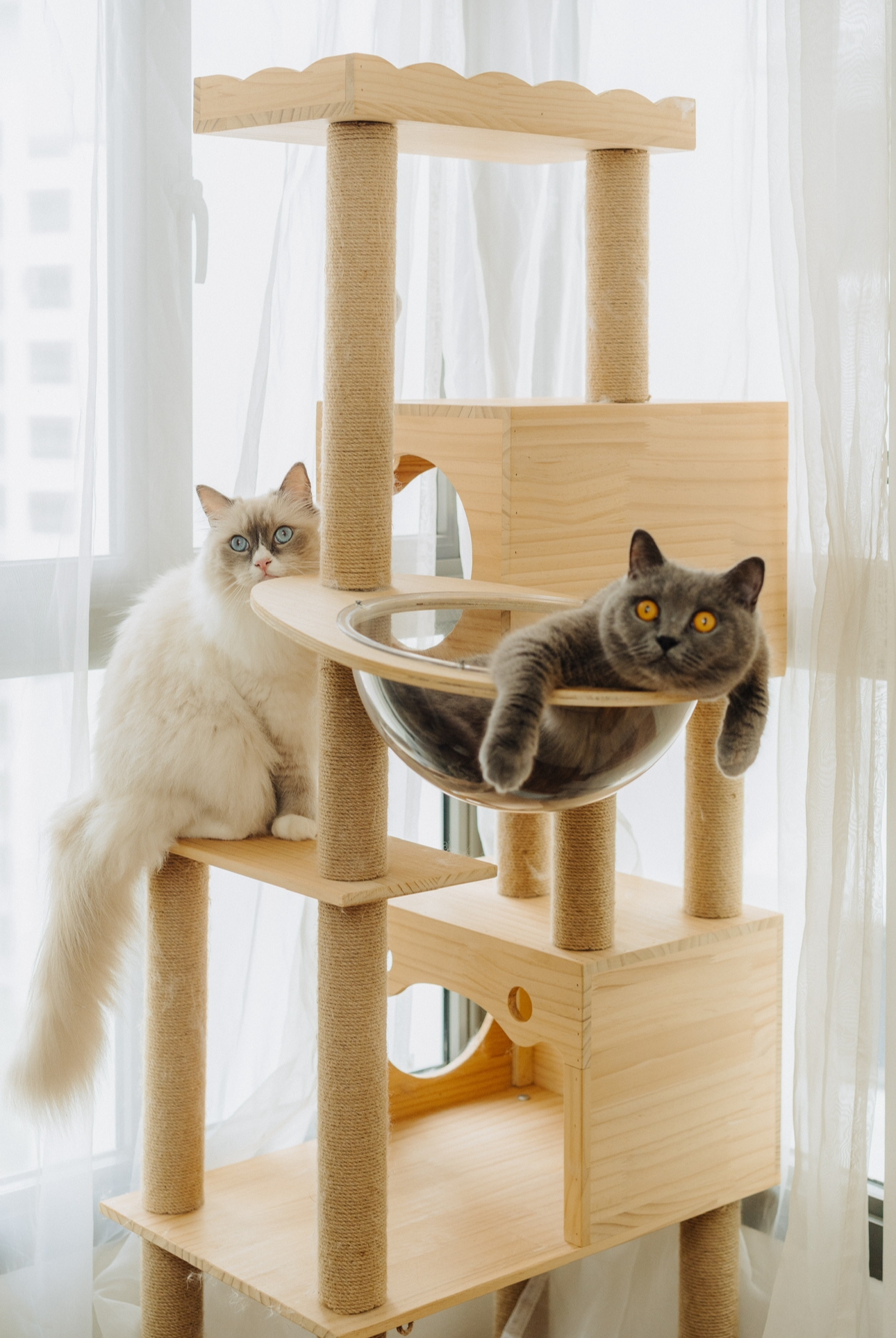 Our Spare Room: Styling It Into A Cosy & Multifunctional Space - Wooden cat tree, fluffy white cat, blue-eyed cat, gray-eyed