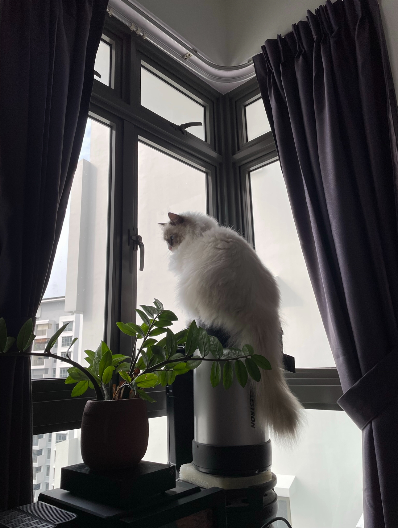 Our Spare Room: Styling It Into A Cosy & Multifunctional Space - White fluffy cat perched on cylindrical object, dark
