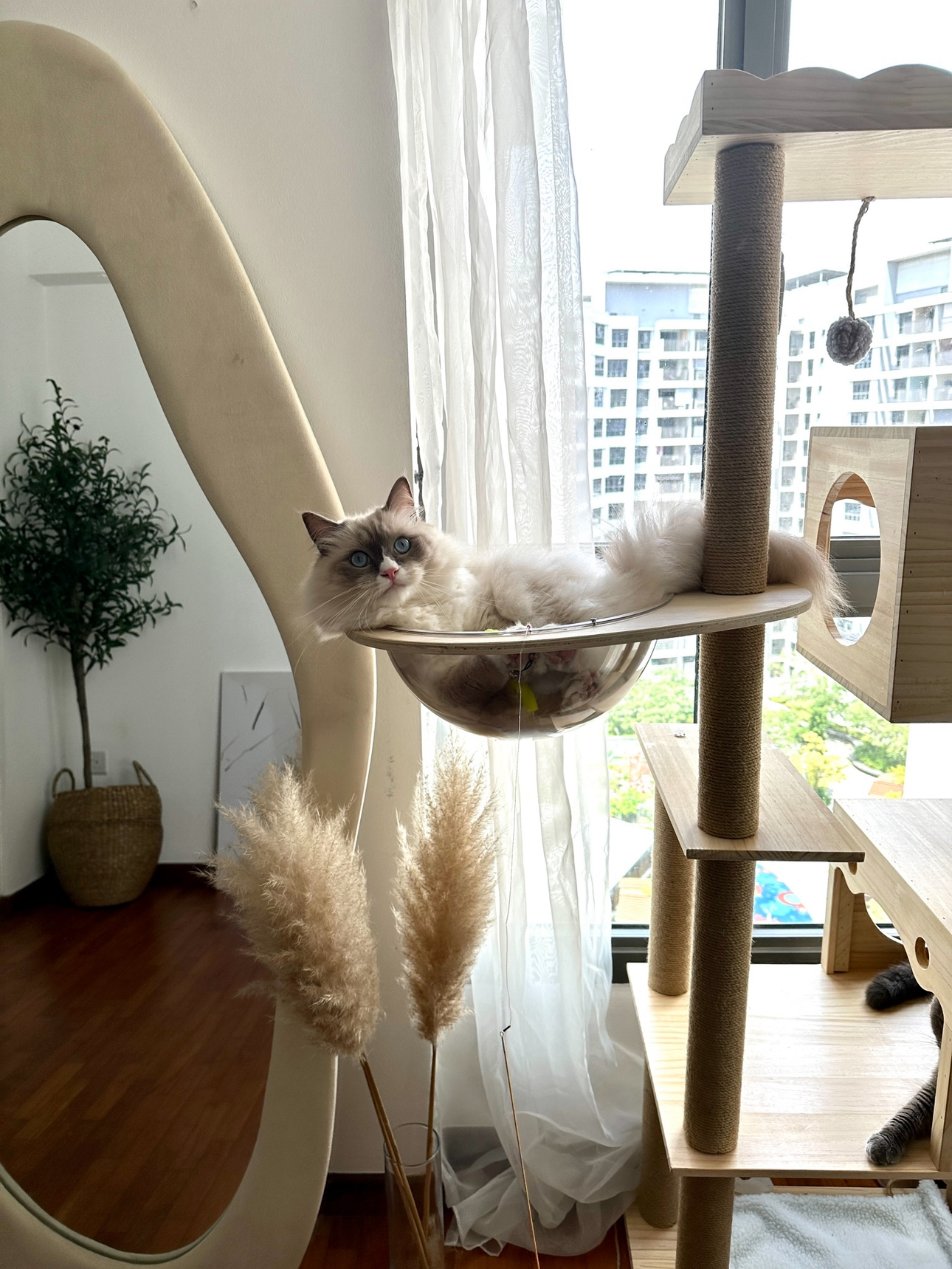 Our Spare Room: Styling It Into A Cosy & Multifunctional Space - furry, fluffy, long-haired, white cat, blue eyes, relaxed