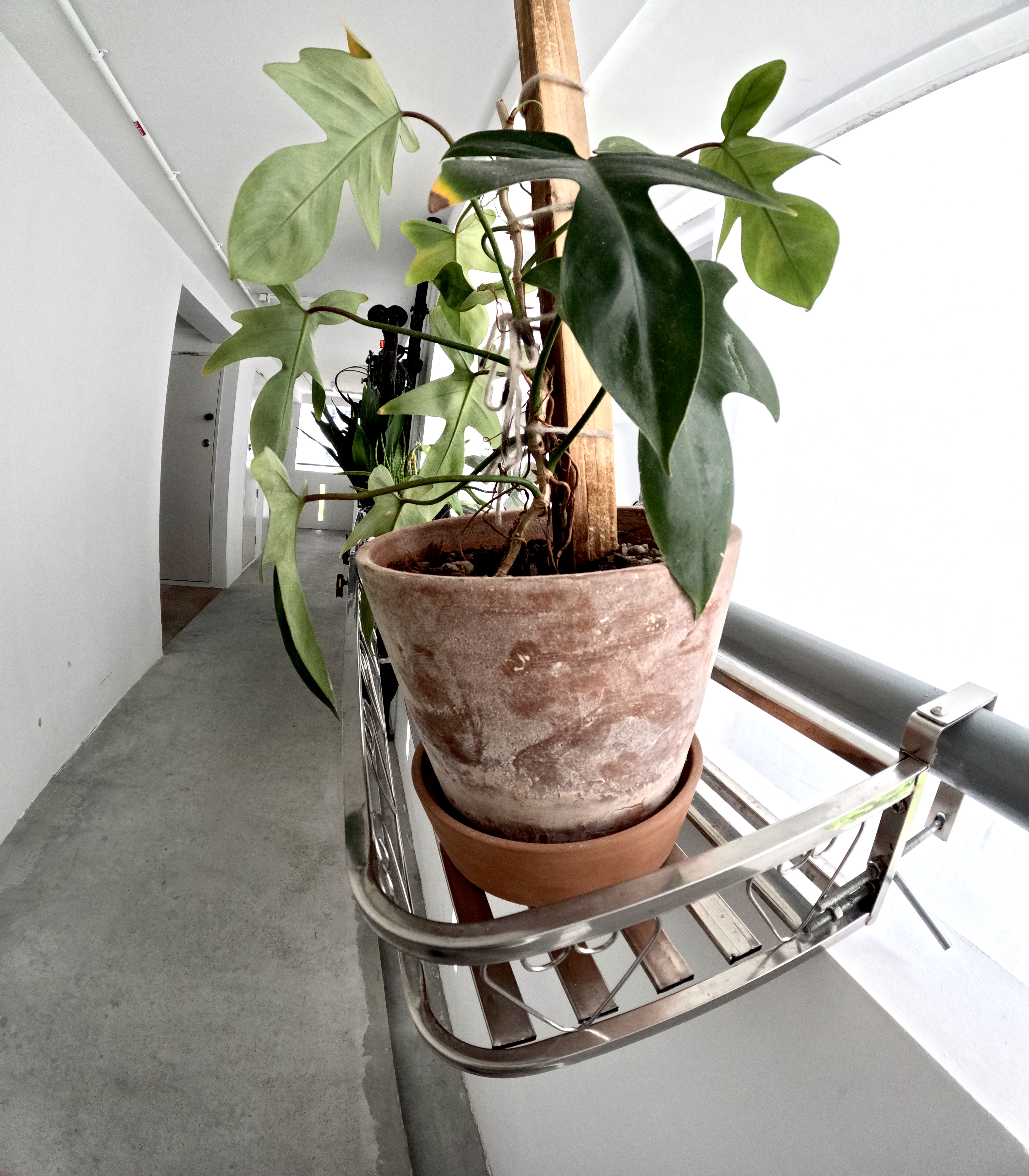 Urban Oasis: A Plant-Filled Corridor with a Bicycle Rack 🌿🚲 - vibrant green leaves, indoor plant, terracotta pot, modern