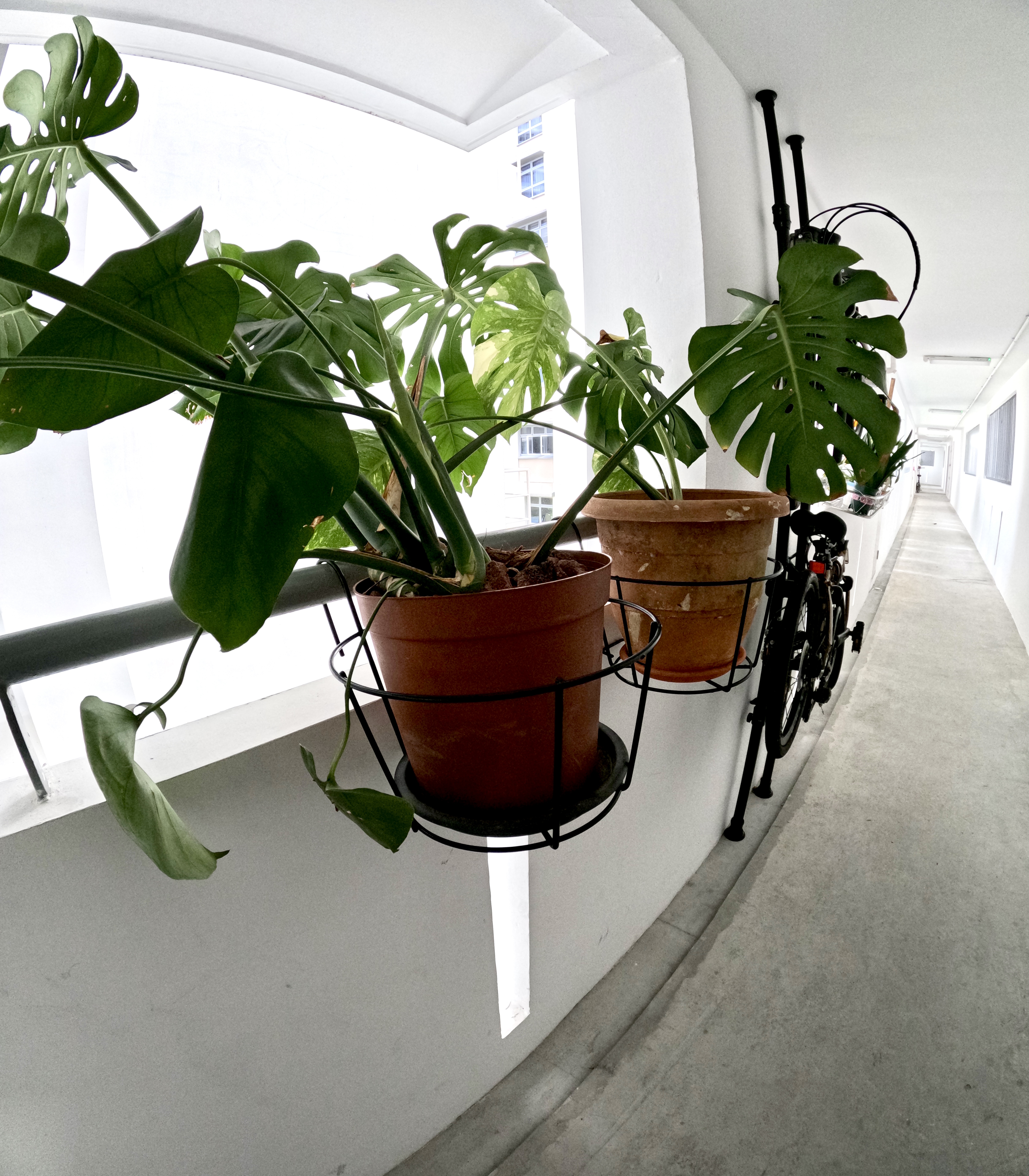 Urban Oasis: A Plant-Filled Corridor with a Bicycle Rack 🌿🚲 - Green potted plants, white building, balcony railing, natural
