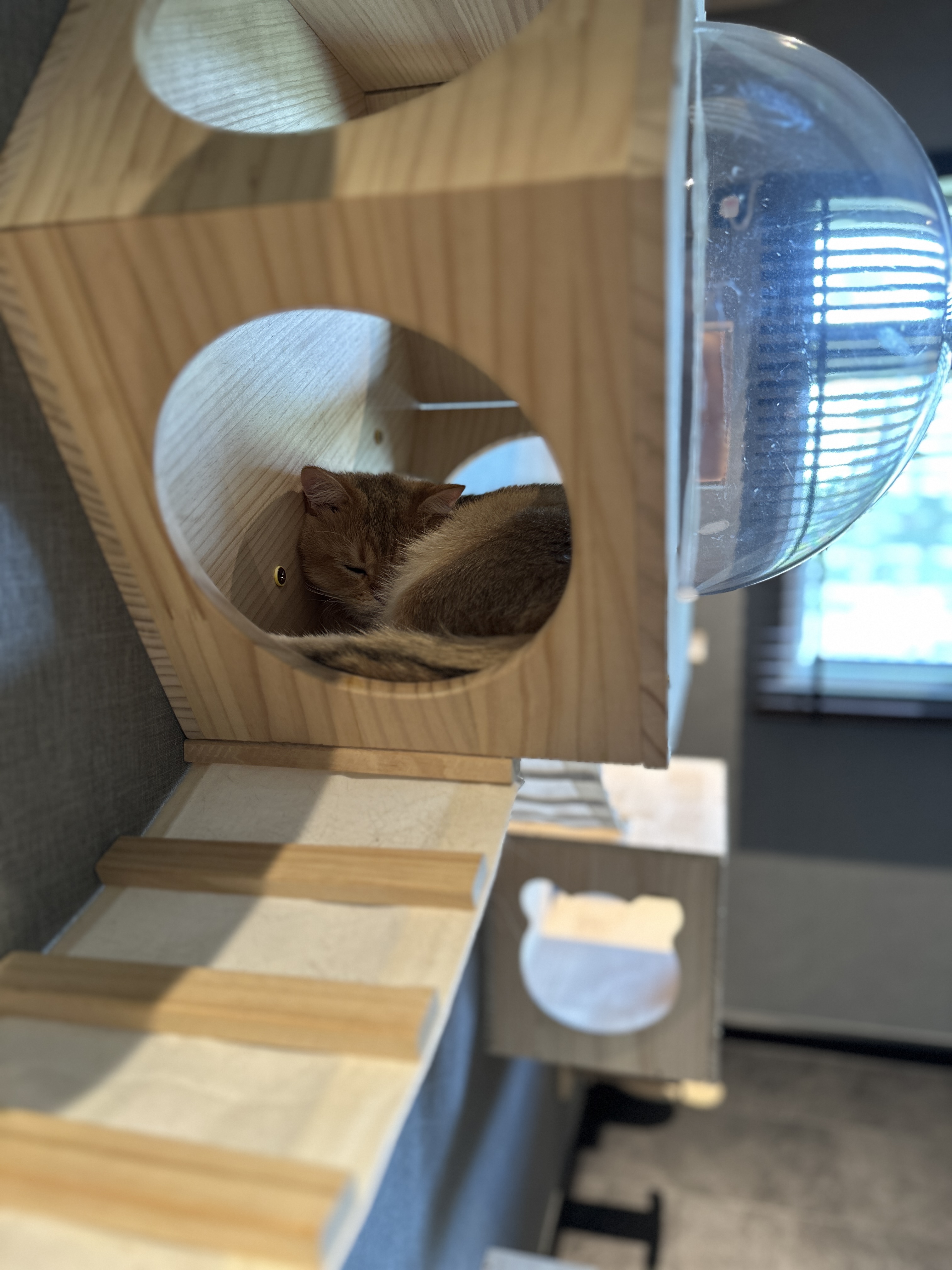 Our Cats' Private Haven: A Room Tailored for Their Comfort - Wooden cat house, cozy interior, soft lighting, small brown