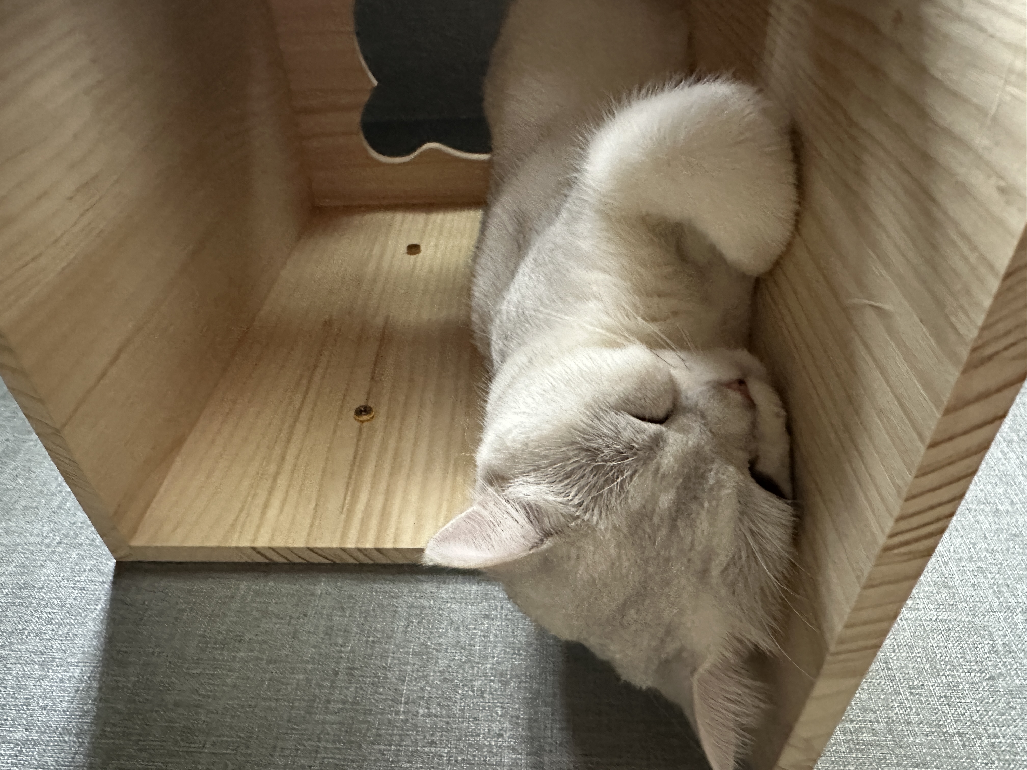 Our Cats' Private Haven: A Room Tailored for Their Comfort - Soft, fluffy, white cat sleeping peacefully, curled up in a cozy