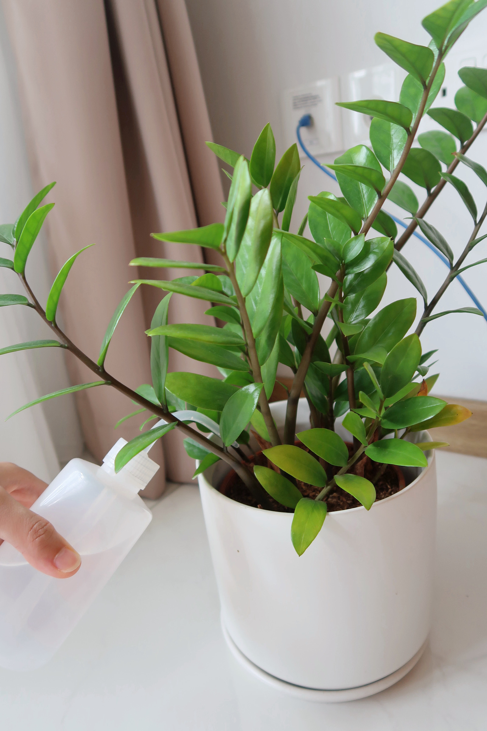 Bittersweet Weekend Routine - Sunshine after the Rain  - Green potted plant, white pot, hand holding spray bottle, green